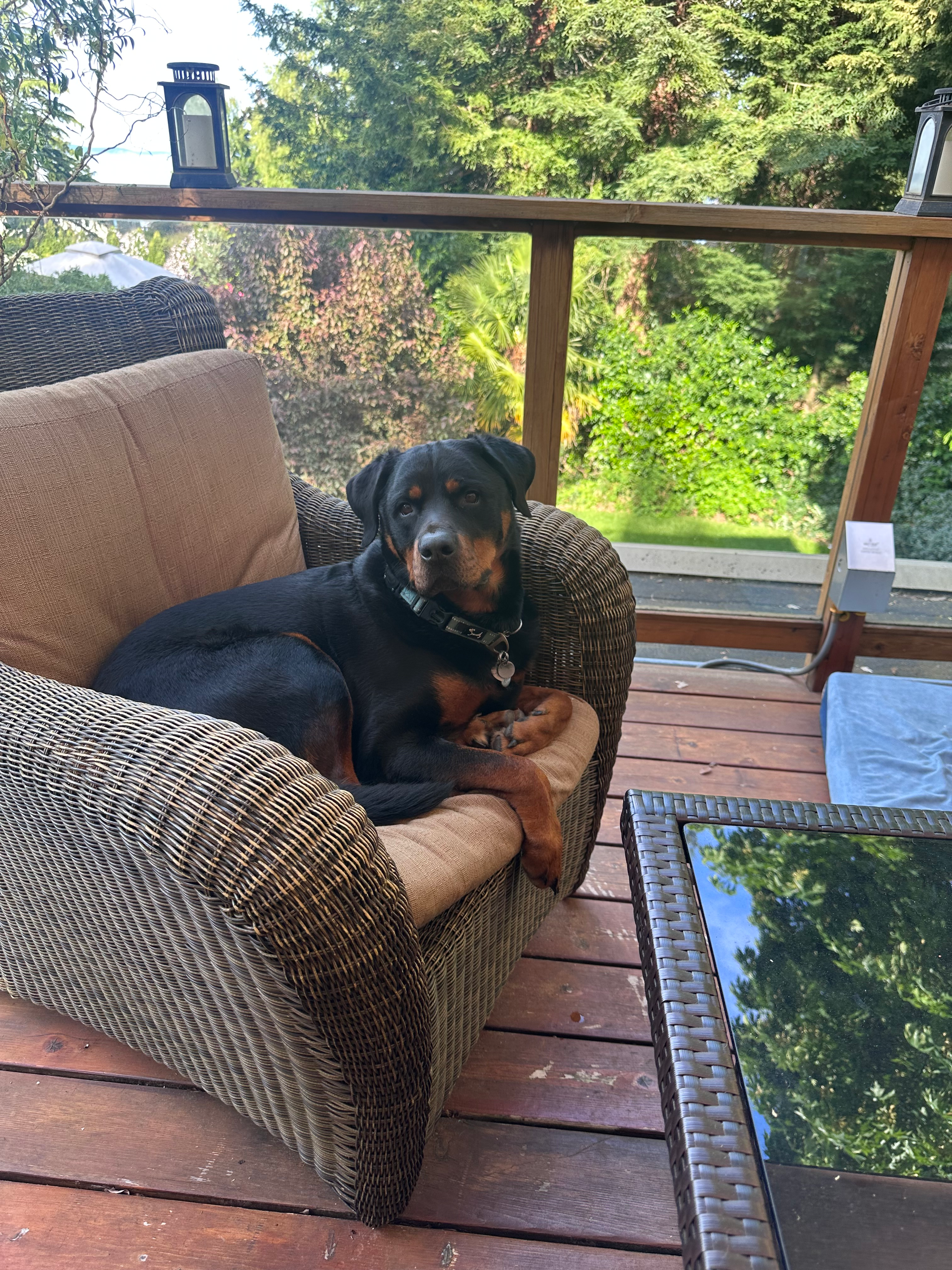 Ziggy the Rottweiler sitting on a wicker armchair