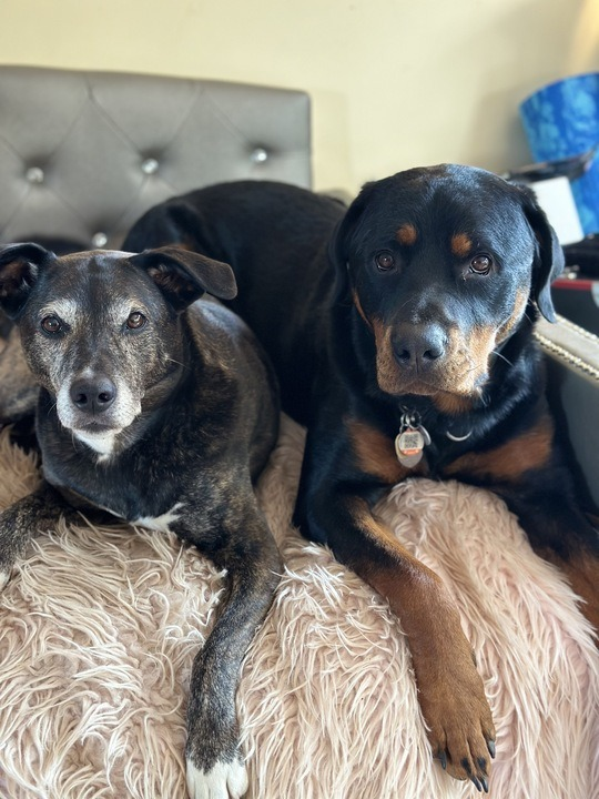 Anna's dogs