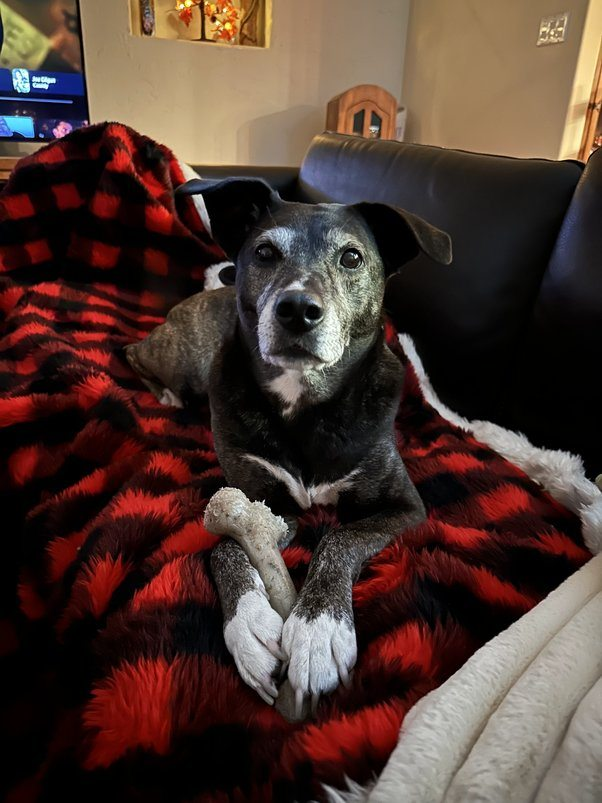 Perry's dog