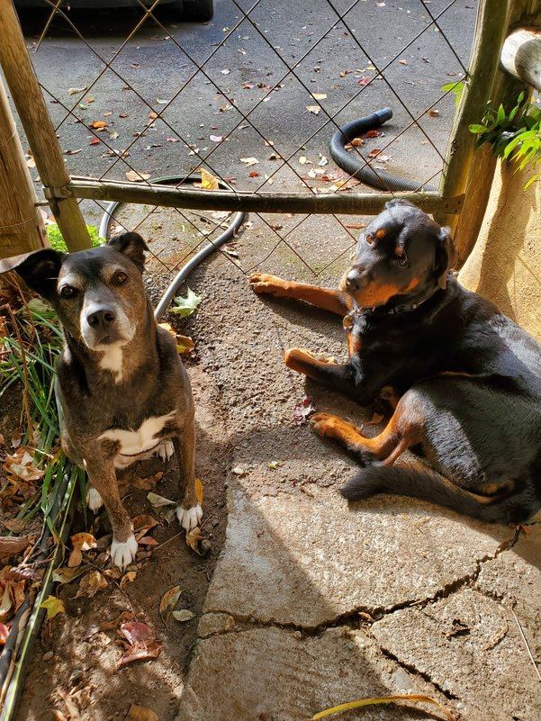 Dogs on patio