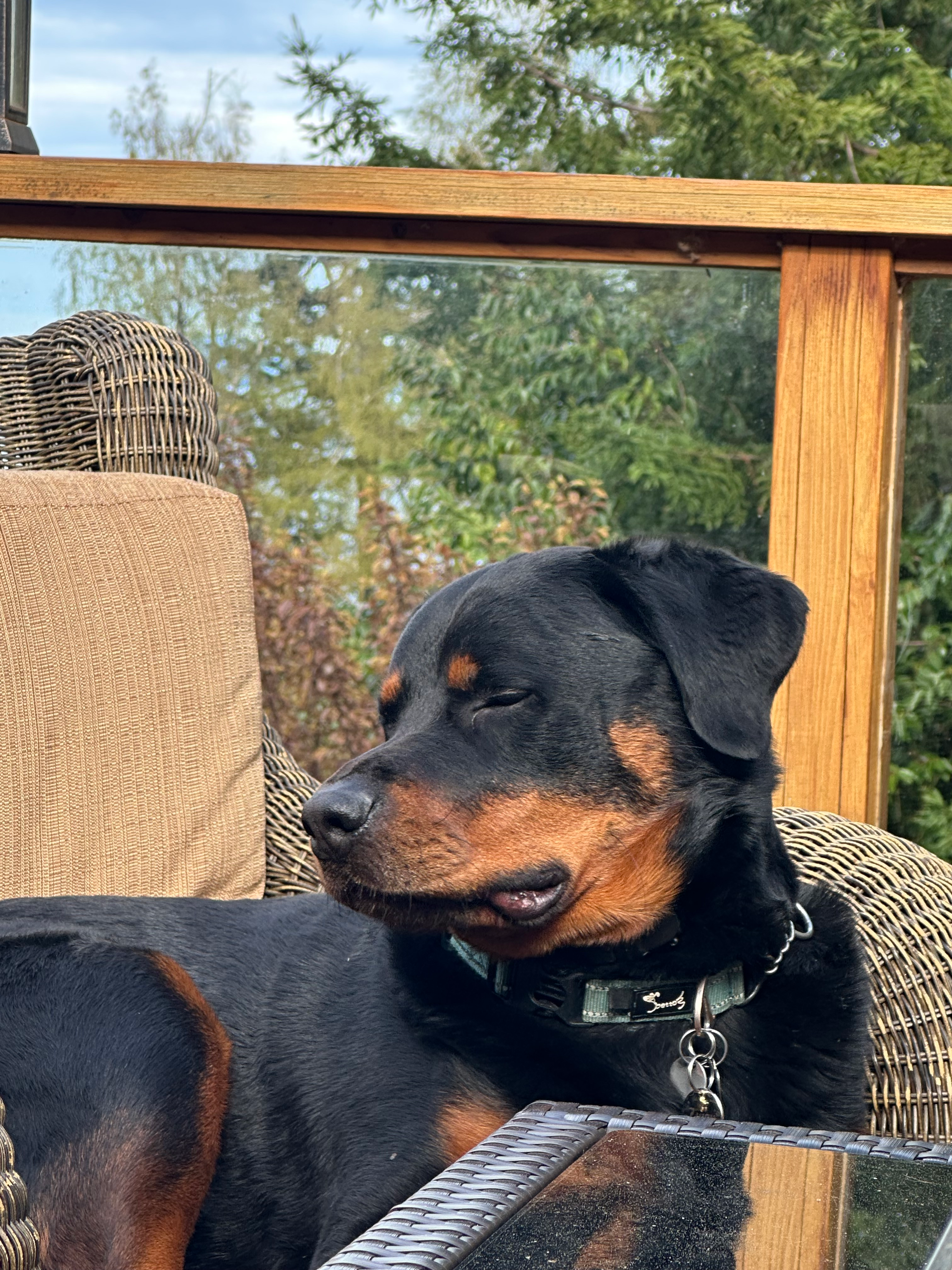 Ziggy on patio