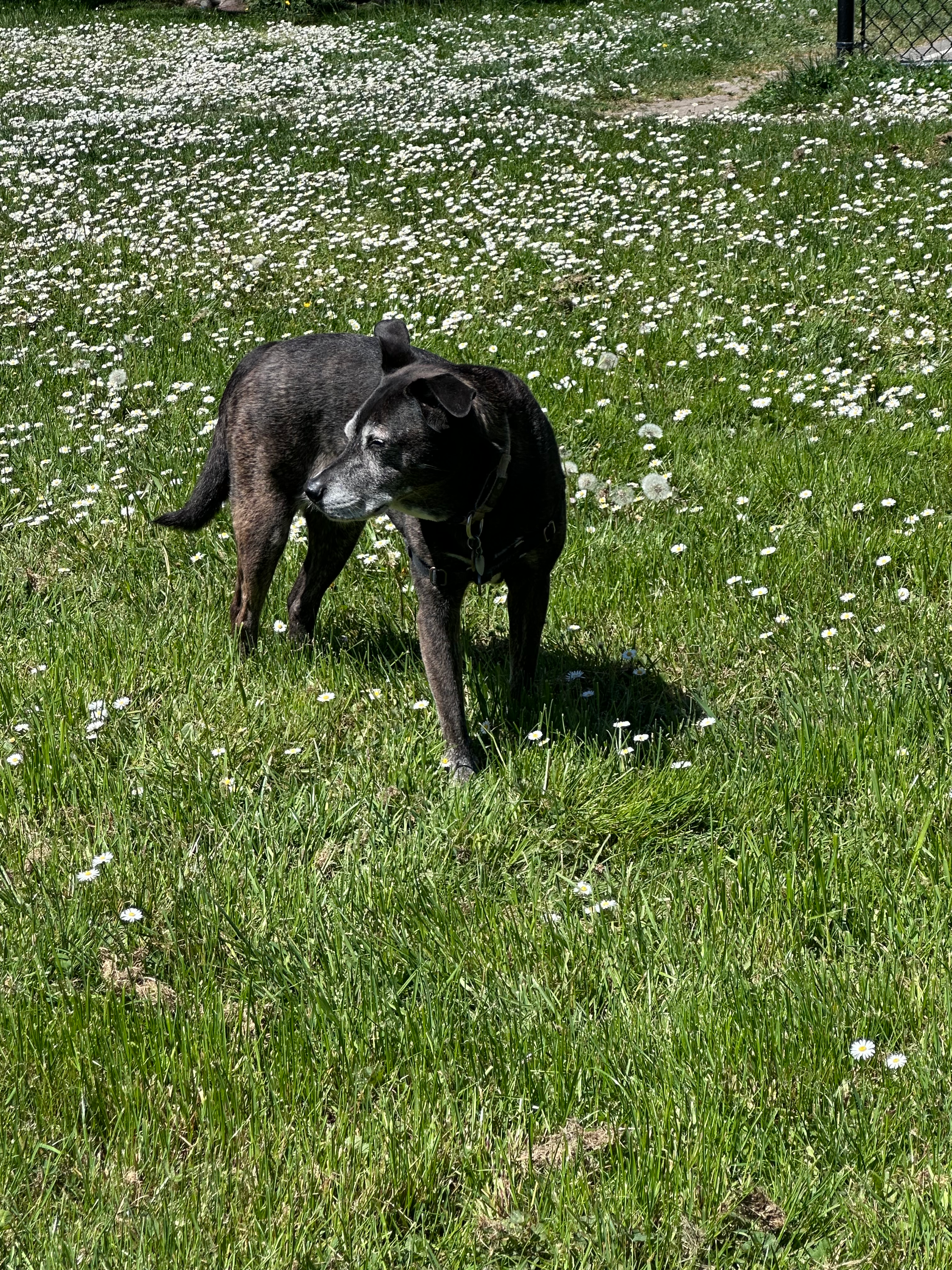 Sahara the Lab mix standing in a sunny grassy field with small white daisies
