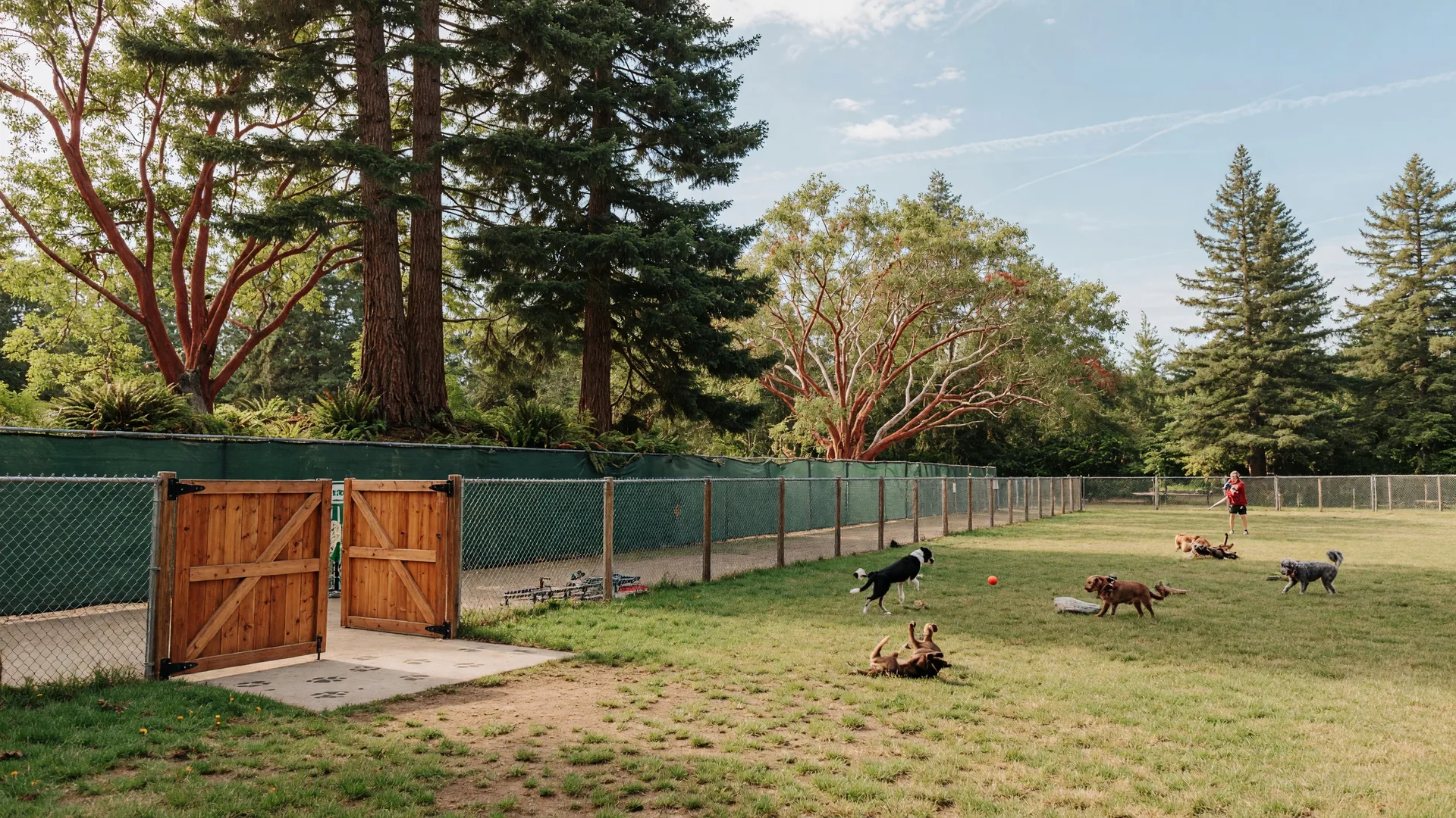 The Complete Guide to Off-Leash Dog Parks in Greater Victoria (2026)