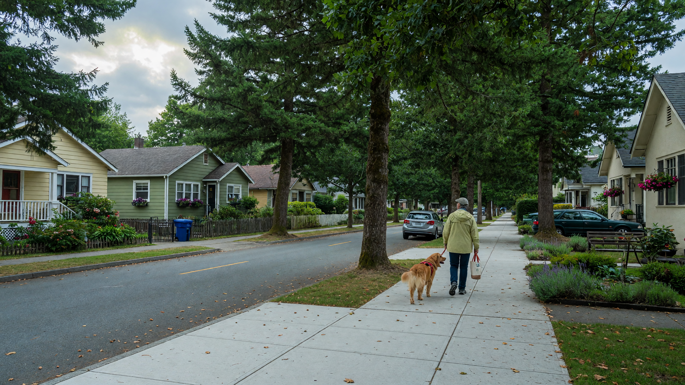 Dog owner walking on a wide tree-lined sidewalk in a Victoria BC neighborhood with mature trees and character homes