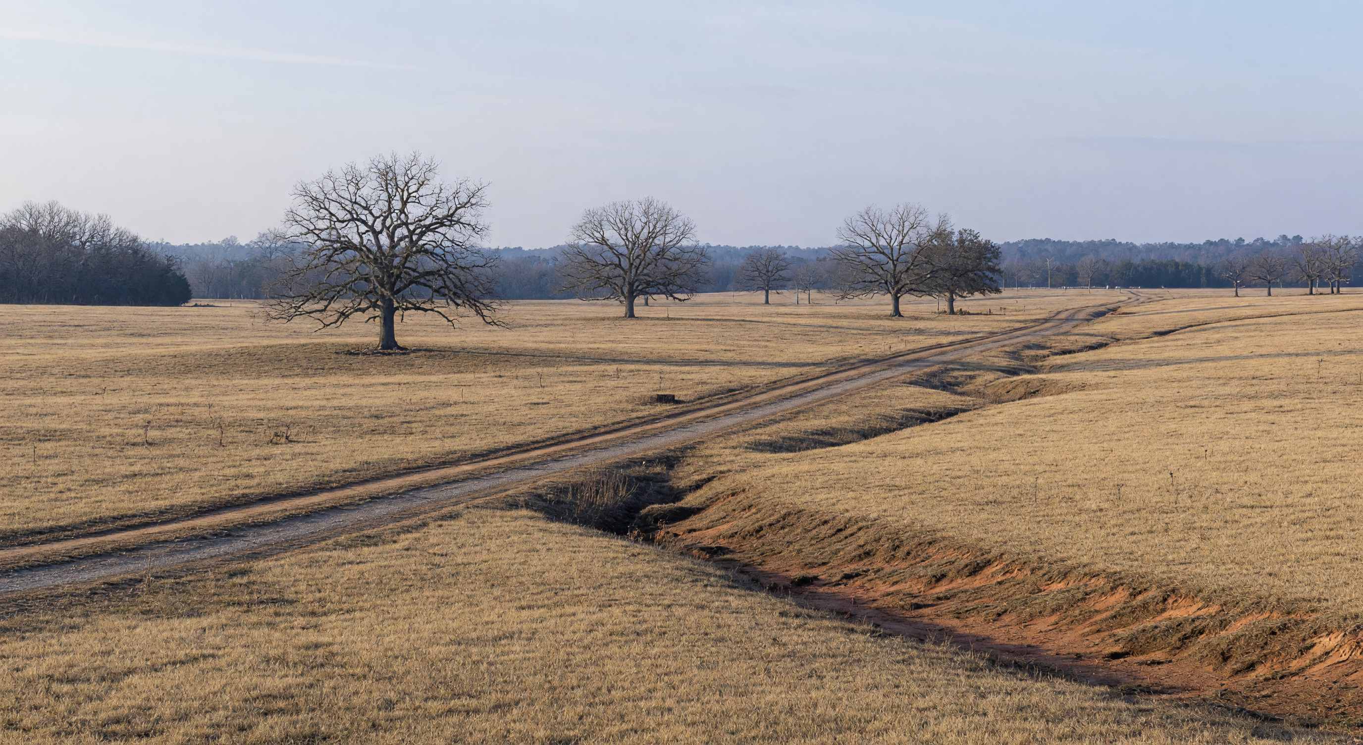 Open winter pasture land in Northeast Texas with dormant brown grass, scattered bare oak trees, and visible drainage draws under a pale winter sky