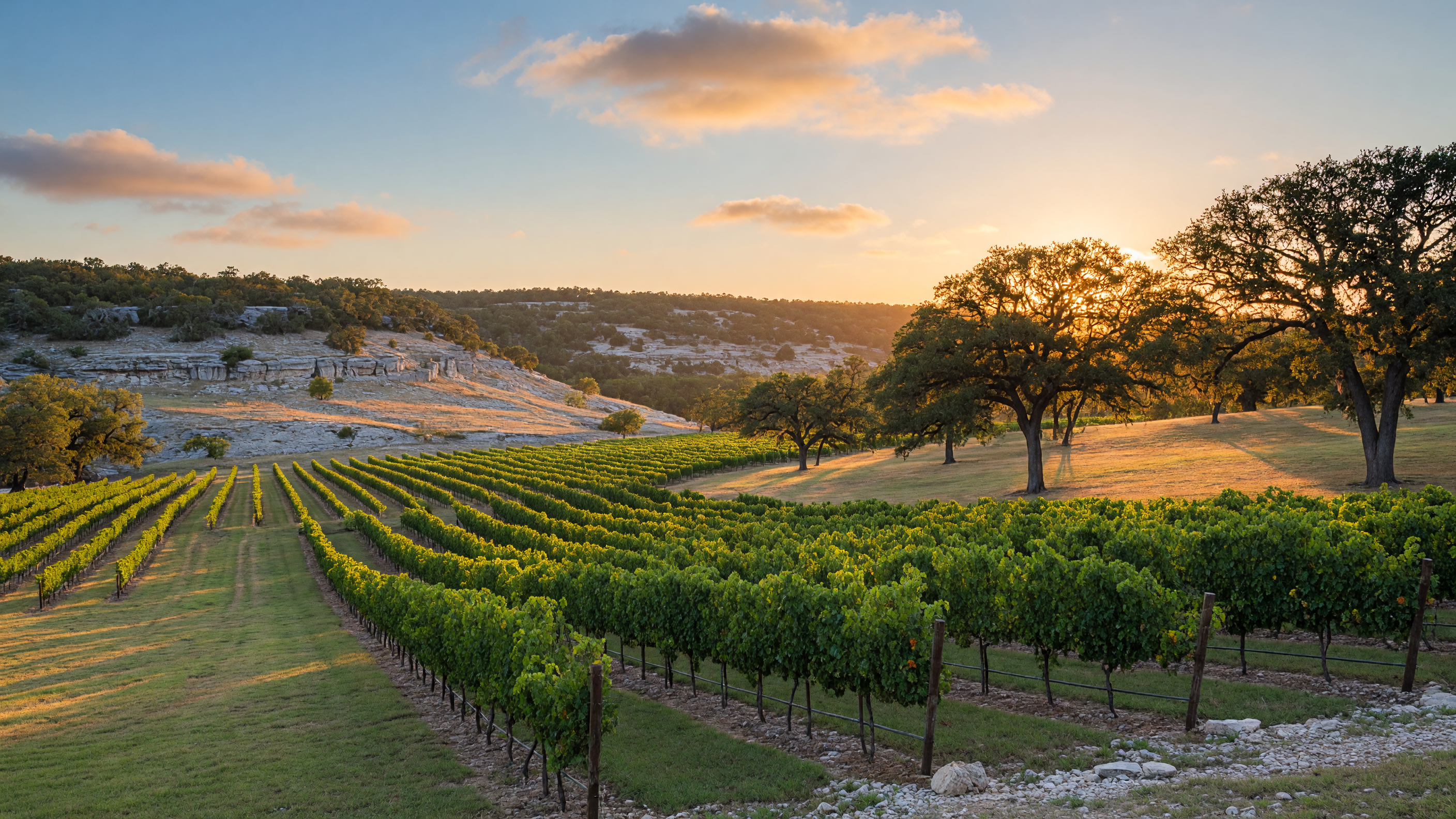 Scenic view of the Texas Hill Country wine trail with vineyards stretching toward limestone hills