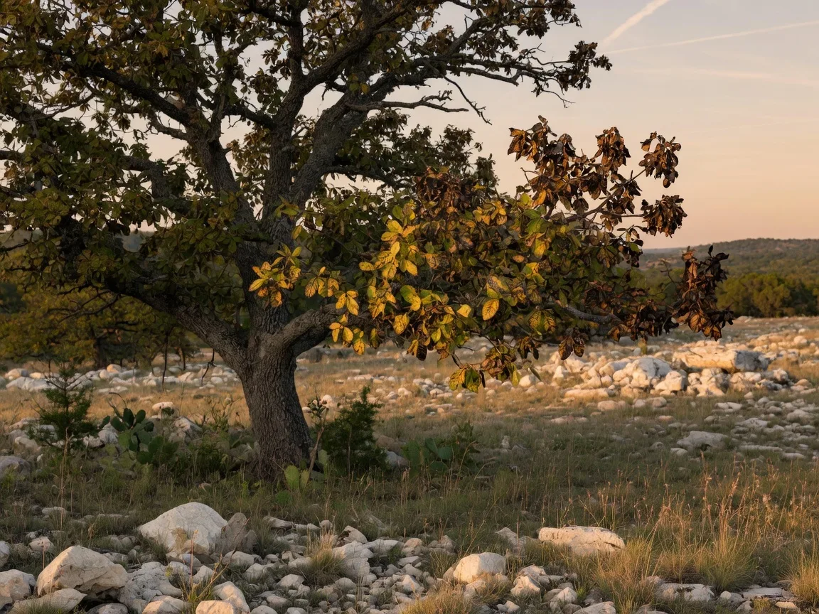 A mature live oak tree in a Texas Hill Country pasture showing early signs of oak wilt disease with browning leaves along branch tips and veinal necrosis, surrounded by limestone rocks and native grass