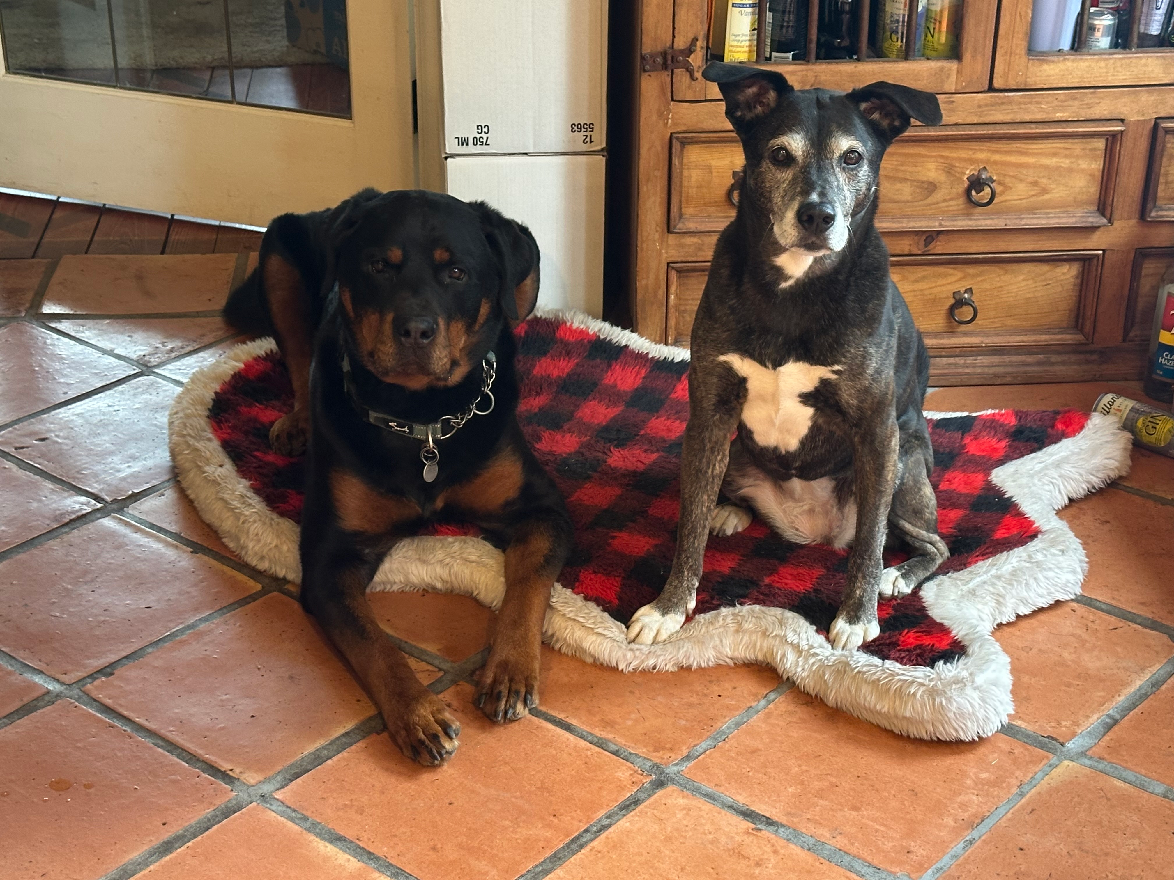 Ziggy and Sahara together on a tile floor