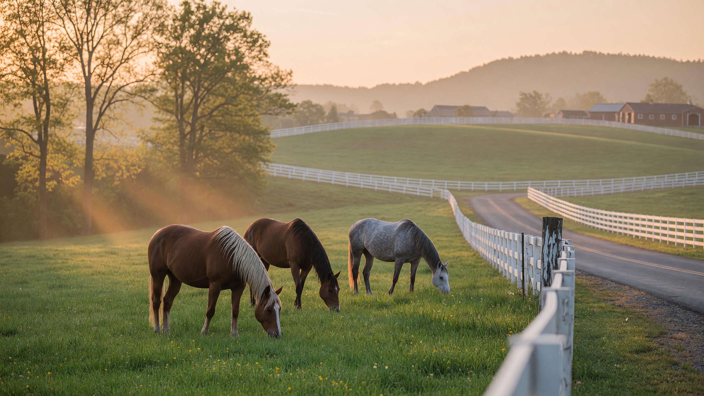 Horses grazing in a lush green Virginia pasture with white board fencing at golden hour in New Kent County