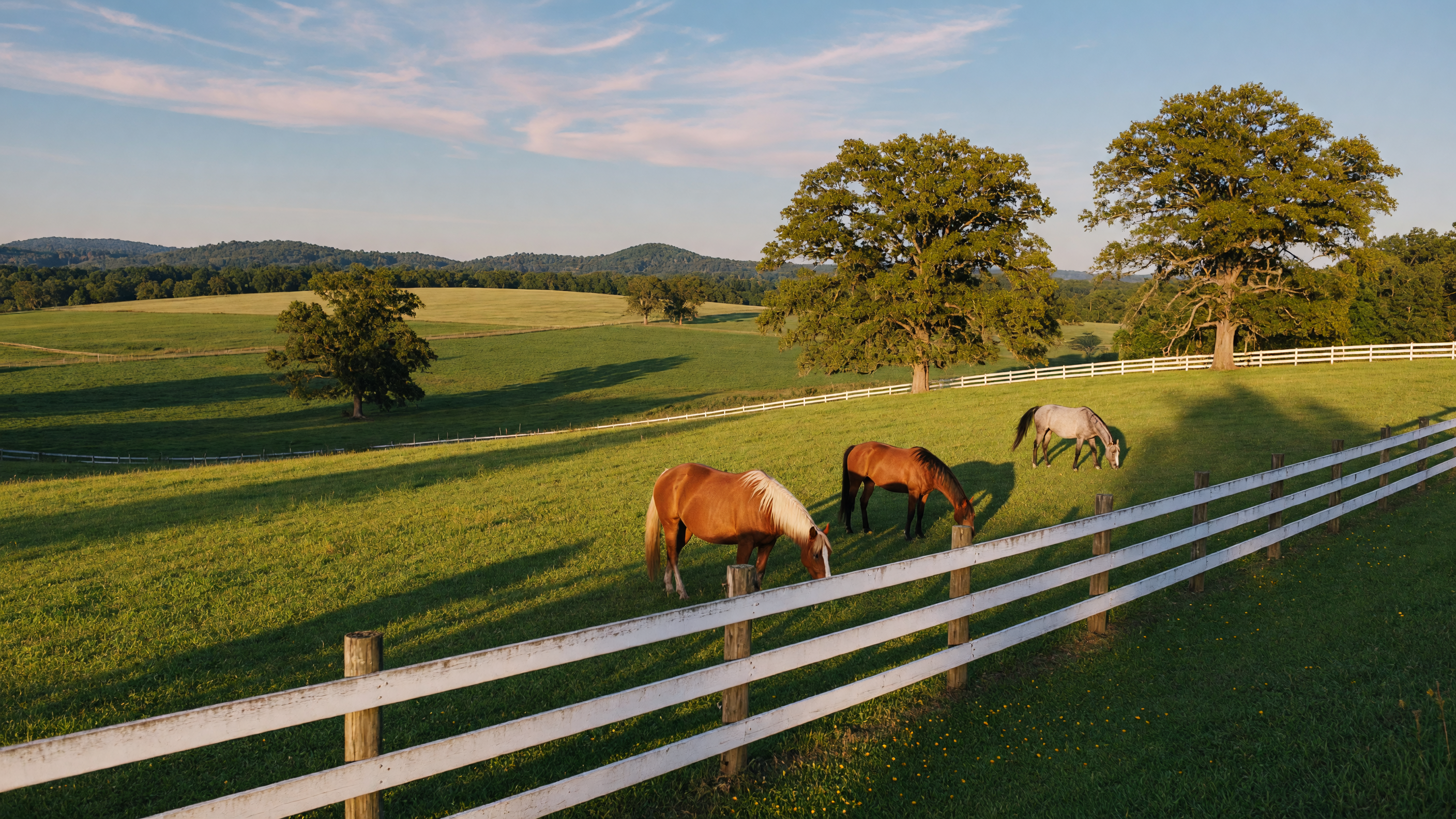 Horses grazing in a lush green Virginia pasture with white board fencing at golden hour in New Kent County