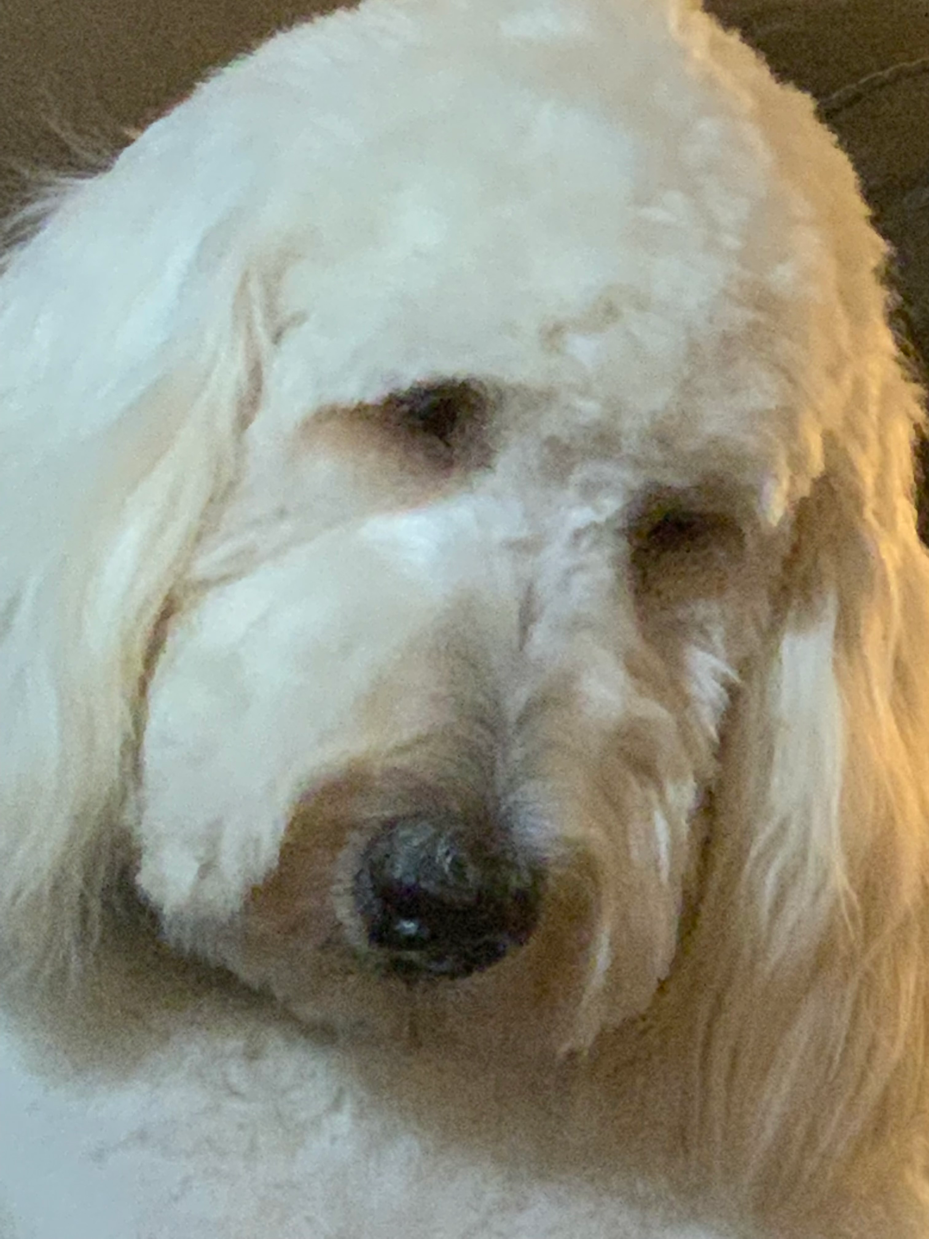 Winston, Tricia's fluffy white goldendoodle