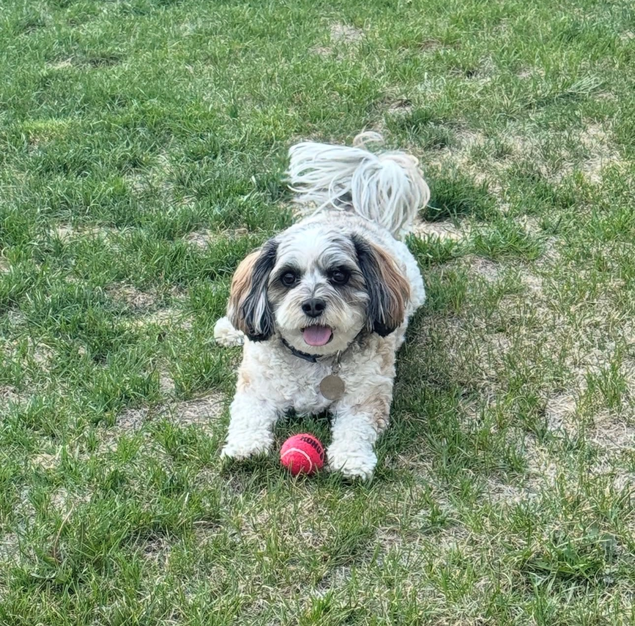 Opus, named after her favorite wine, lying on a green grass lawn with a small red toy ball