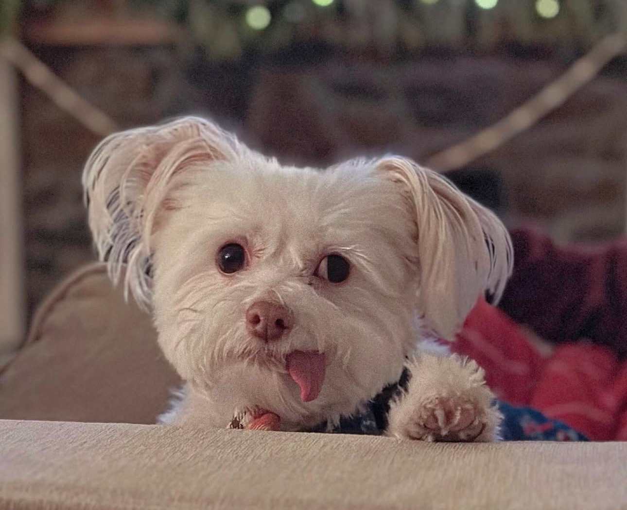 Cyrus, with his tongue sticking out peeping over the back of a sofa