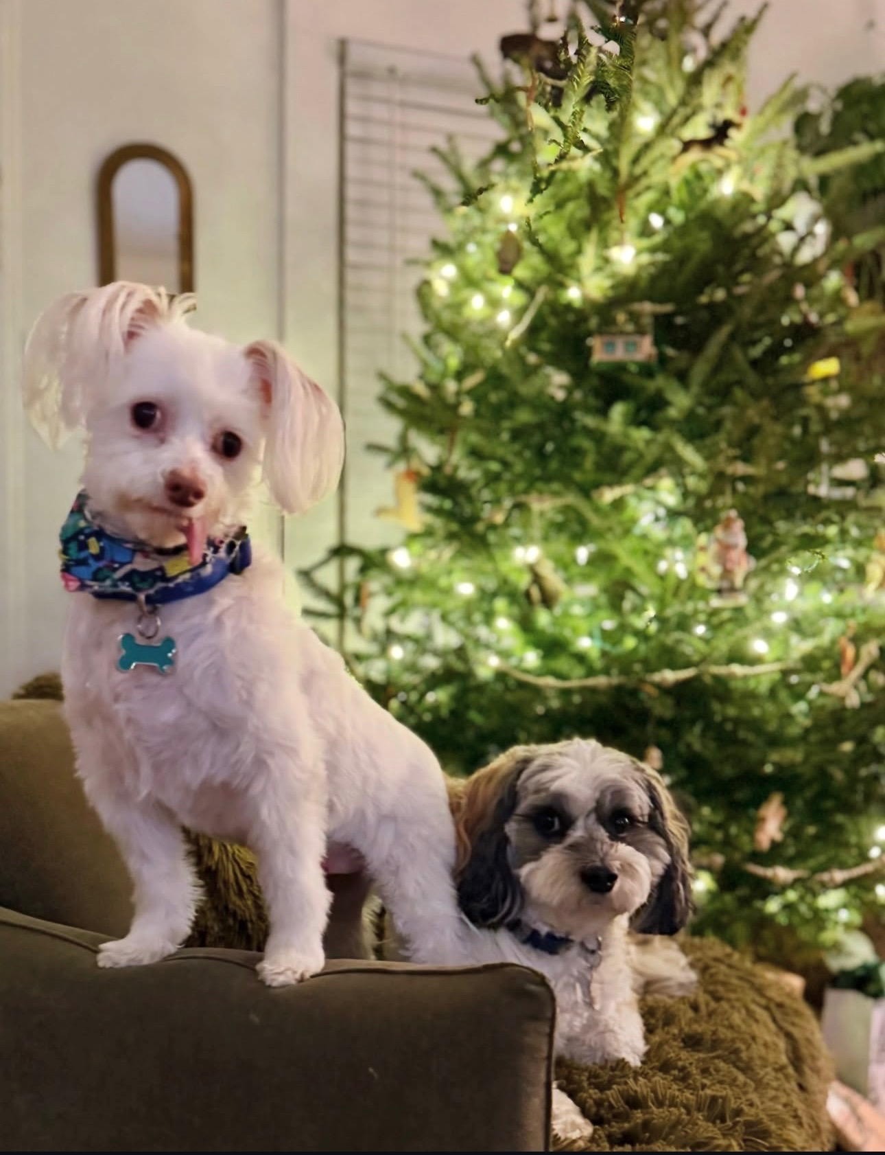 Tiffany's sweet dogs Opus and Cyrus posing in front of a beautifully lit Christmas tree
