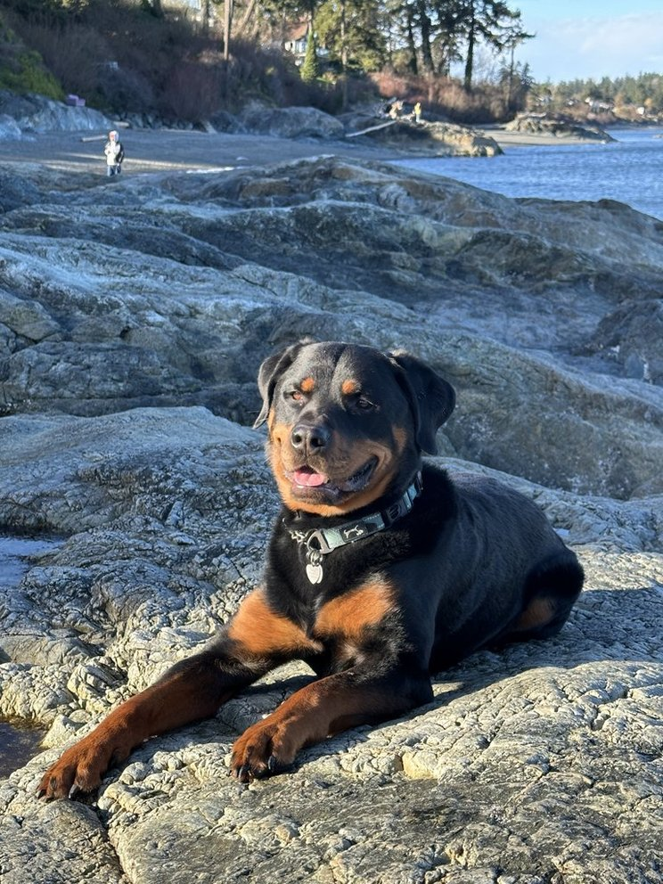 Ziggy the Rottweiler lying on coastal rocks at Cordova Bay beach with ocean in the background