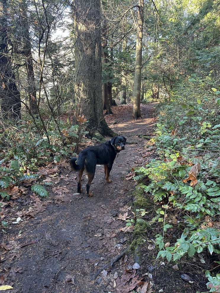 Ziggy the Rottweiler standing on a dirt trail in a sunlit evergreen forest at McMinn Park