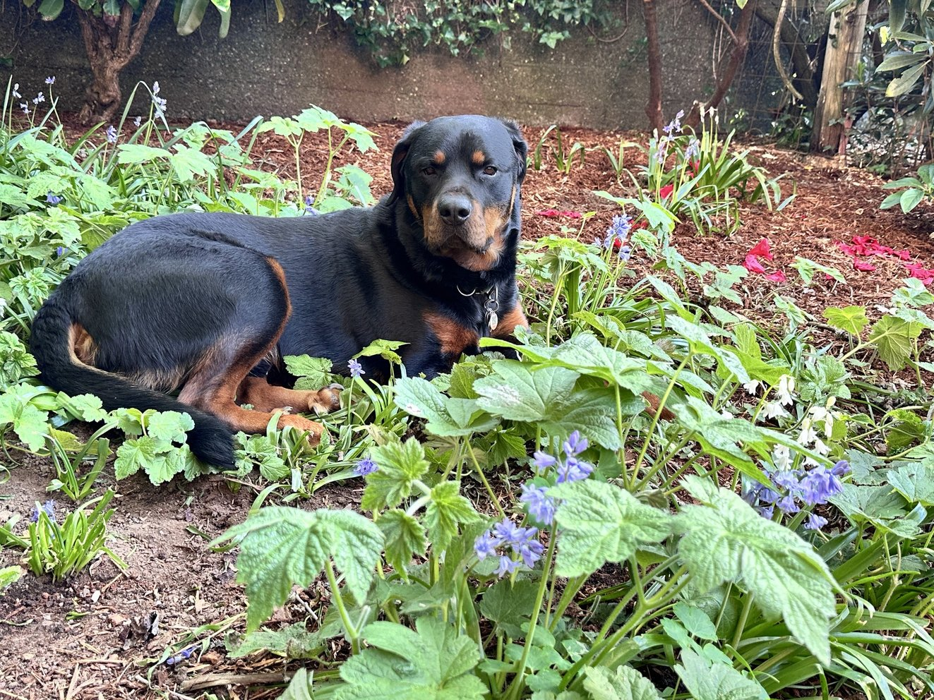 Ziggy the Rottweiler lying peacefully in a garden bed surrounded by greenery and purple bluebell flowers