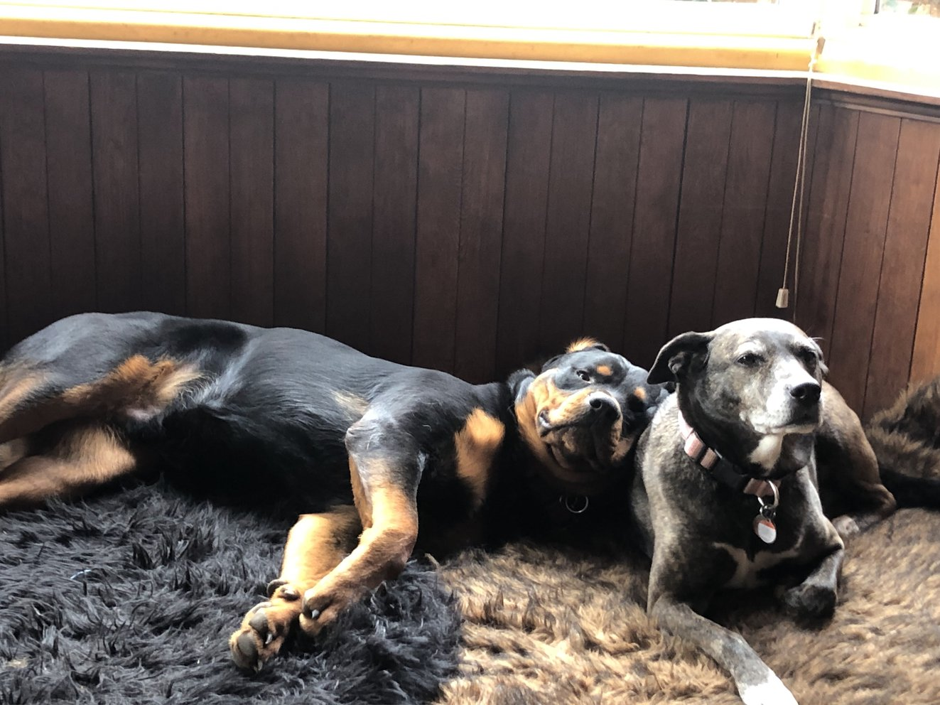Ziggy and Lady Sahara cuddled up together on a shaggy rug in front of wood-paneled walls