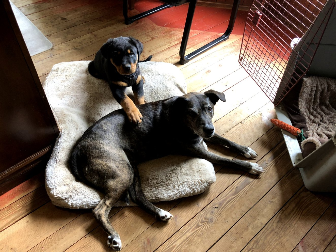 Puppy Ziggy climbing on Lady Sahara's back while she lounges on a dog bed — the beginning of their legendary bond