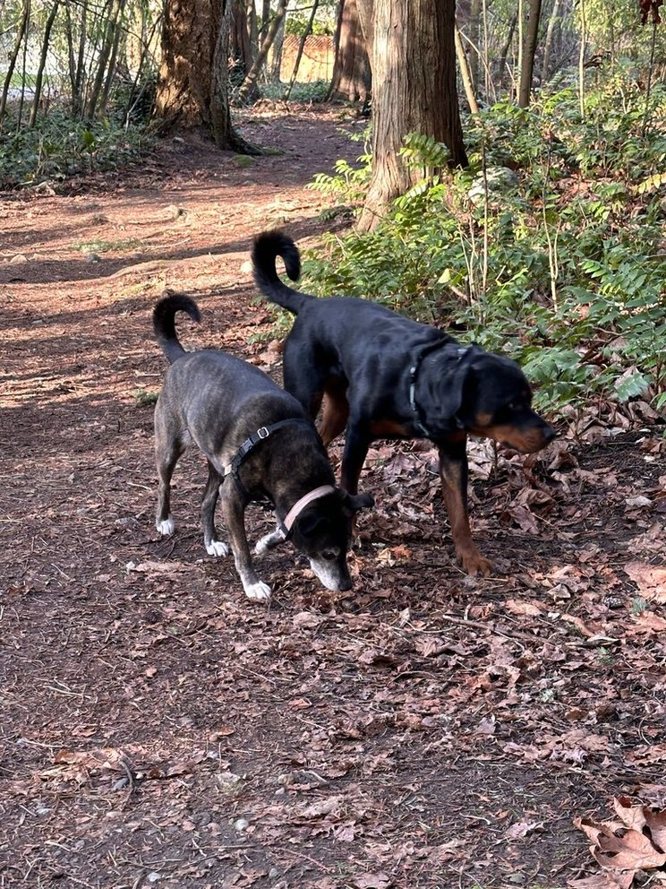 Ziggy and Lady Sahara walking side by side on a forest trail — their everyday adventure together