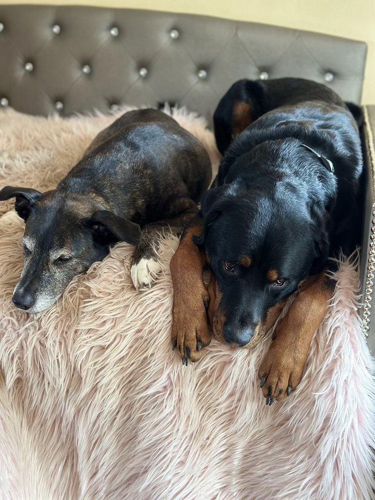 Ziggy and Sahara together on a fluffy blanket against a tufted headboard