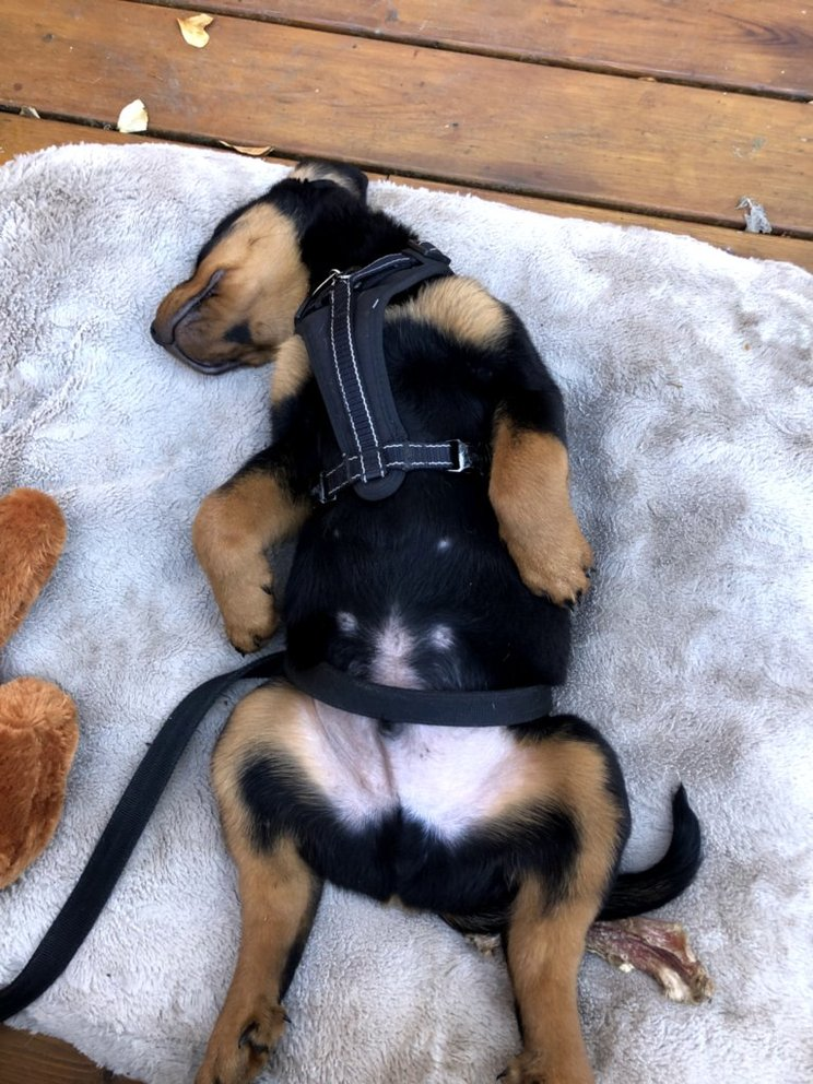 Ziggy as a puppy sleeping on a soft rug