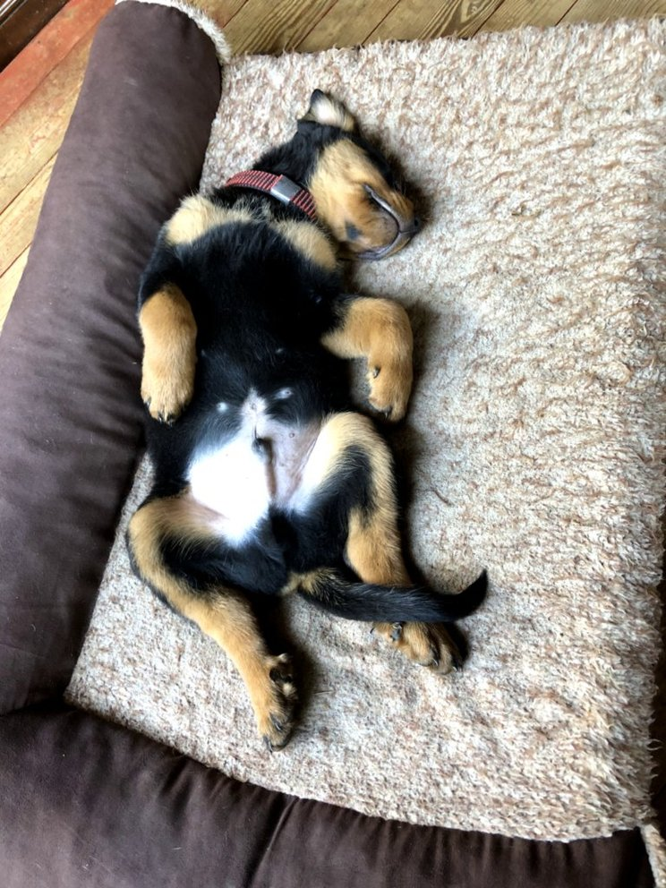 Baby Ziggy as a tiny puppy sleeping belly-up on a cushioned dog bed — the origin of the legendary upside-down sleeping habit