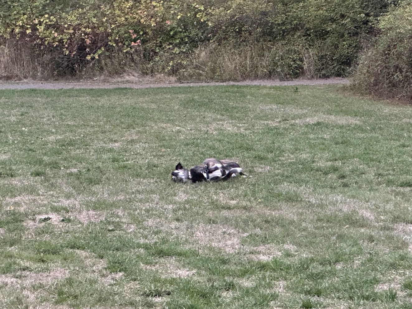 Lady Sahara rolling on her back in the grass — her signature move