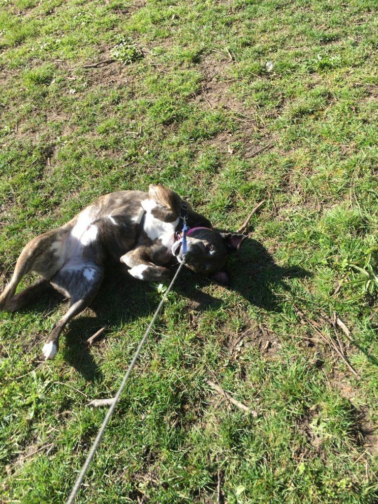 Lady Sahara on her back in the grass with a blue leash, soaking up the sunshine