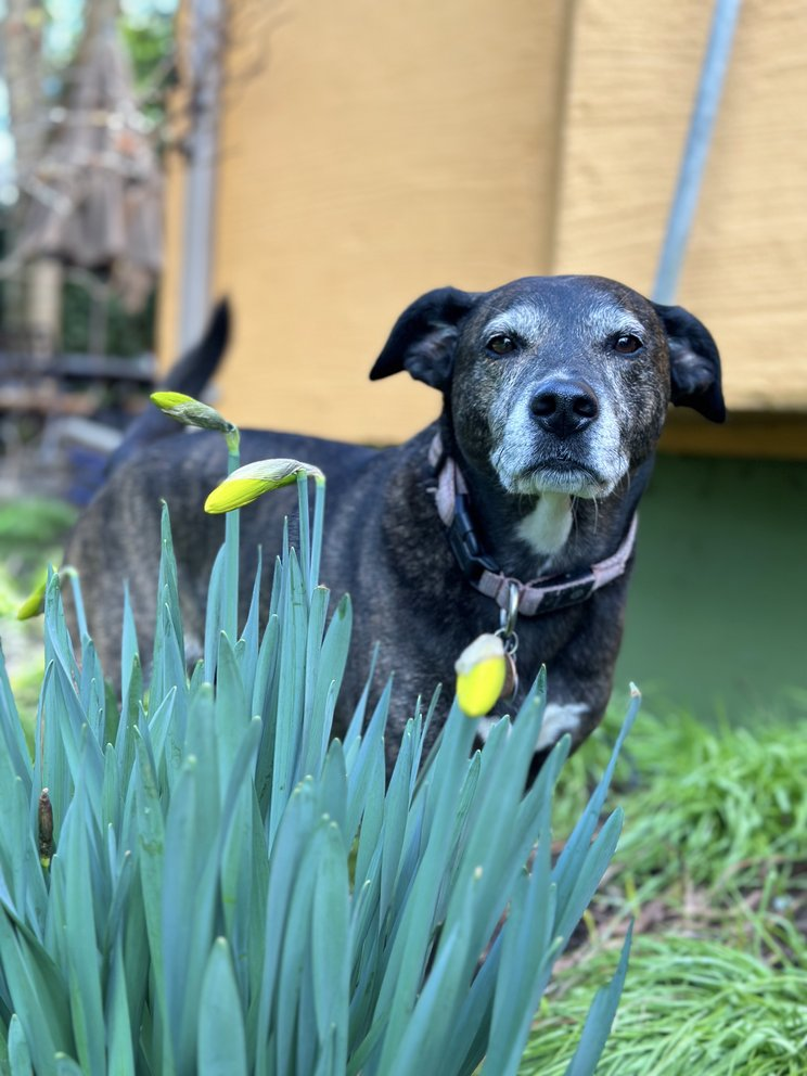 Lady Sahara the brindle dog looking regal among yellow daffodils in a garden