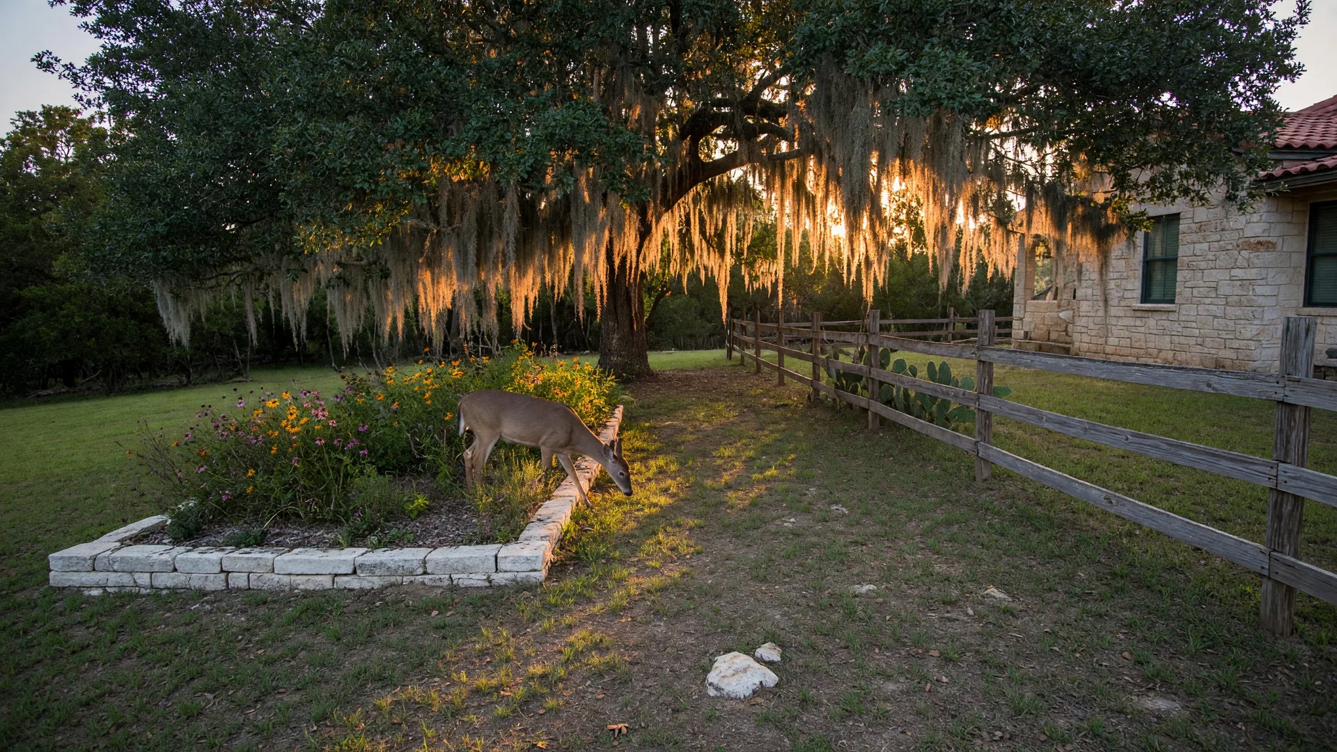 A white-tailed deer grazing in a Texas Hill Country backyard at golden hour, with live oak trees and a distant stone home visible through the trees