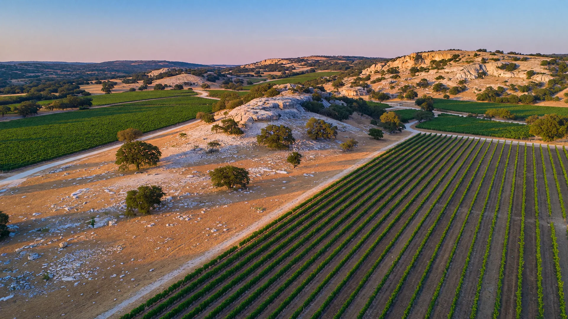 Rolling vineyard rows in the Texas Hill Country at golden hour with limestone hills and live oak trees