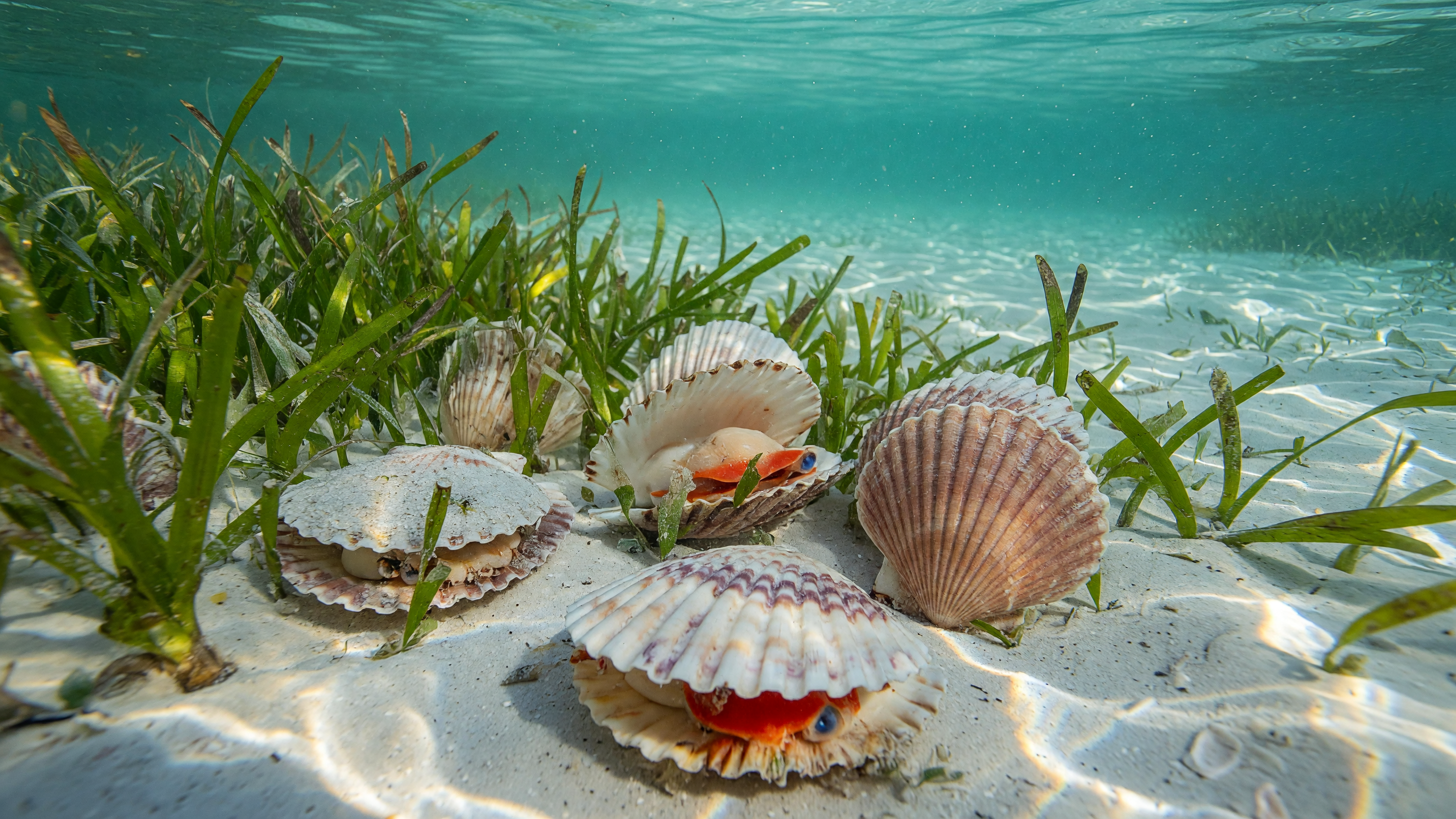 Scalloping Season 2026: Your Guide to the Nature Coast
