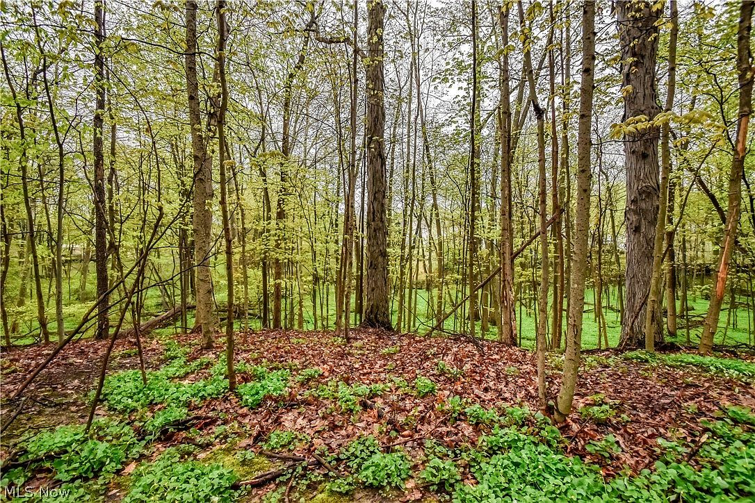 Densely wooded backyard with mature deciduous trees and natural ground cover