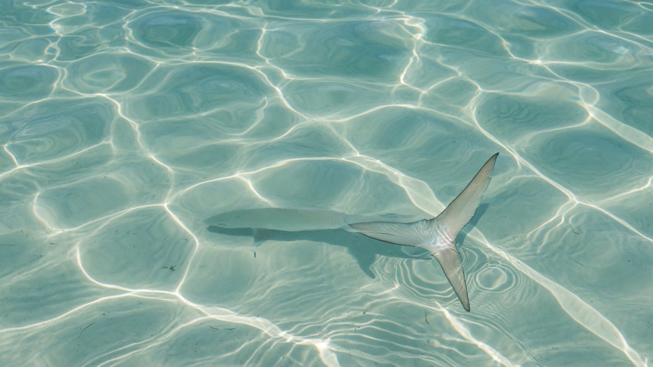 Clear shallow flats water in the Florida Keys backcountry