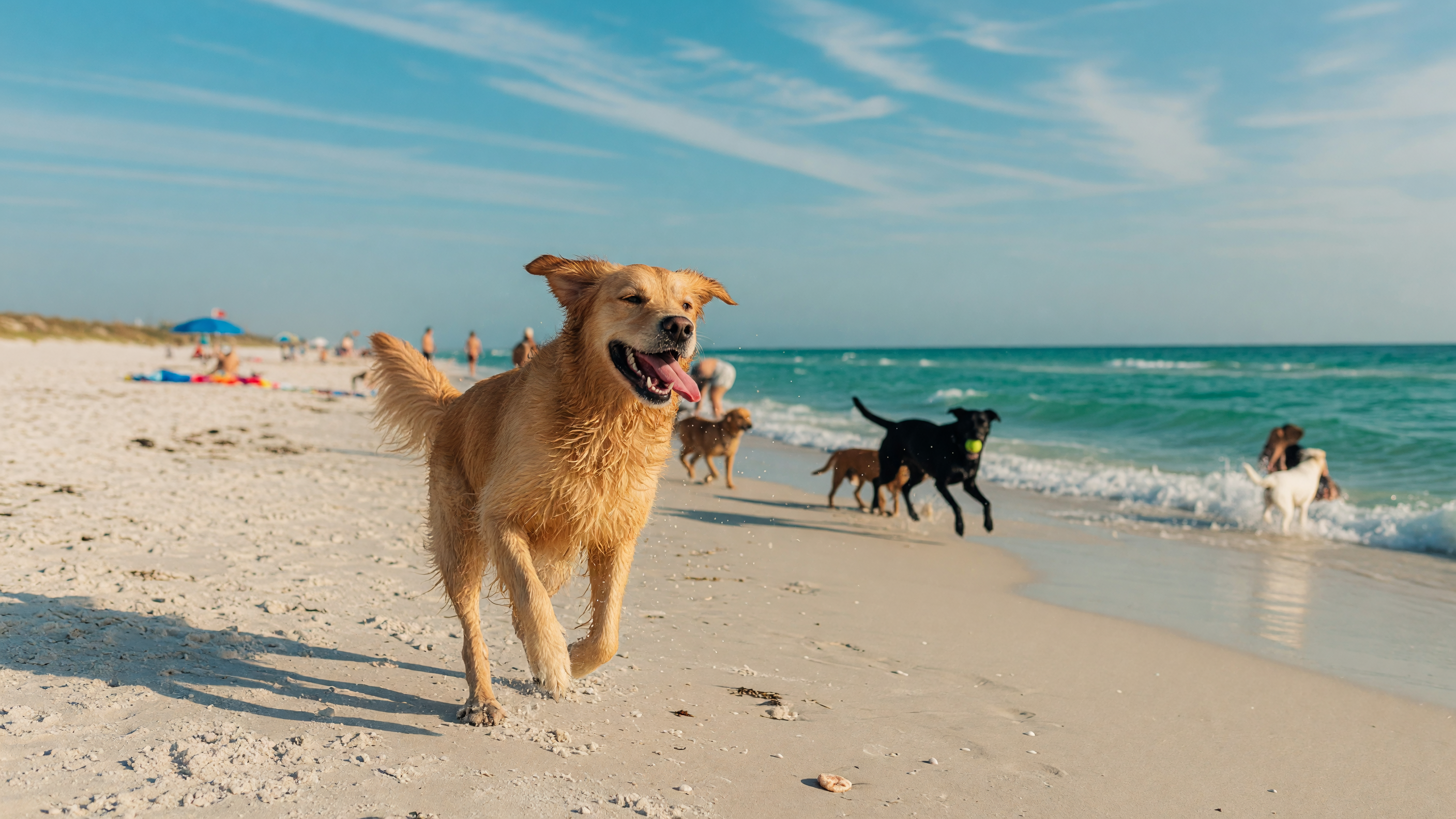 Happy dog running on a sandy beach along the Gulf Coast