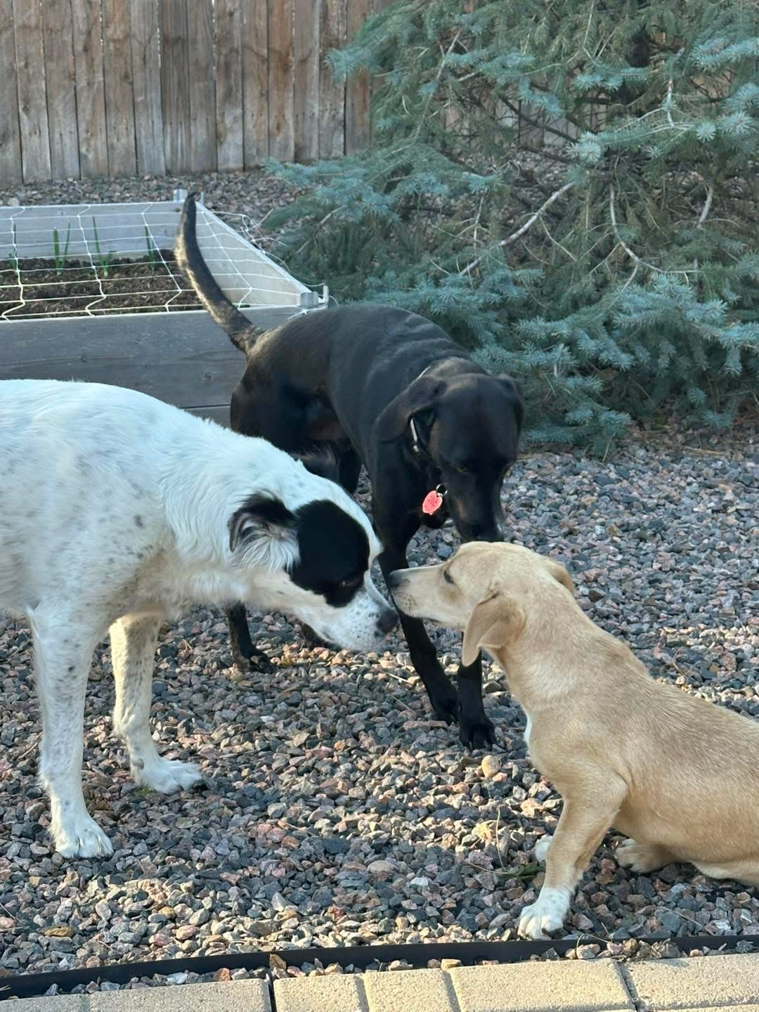 Three dogs interacting in a residential garden setting at a Baby Gunn's Rescue gathering