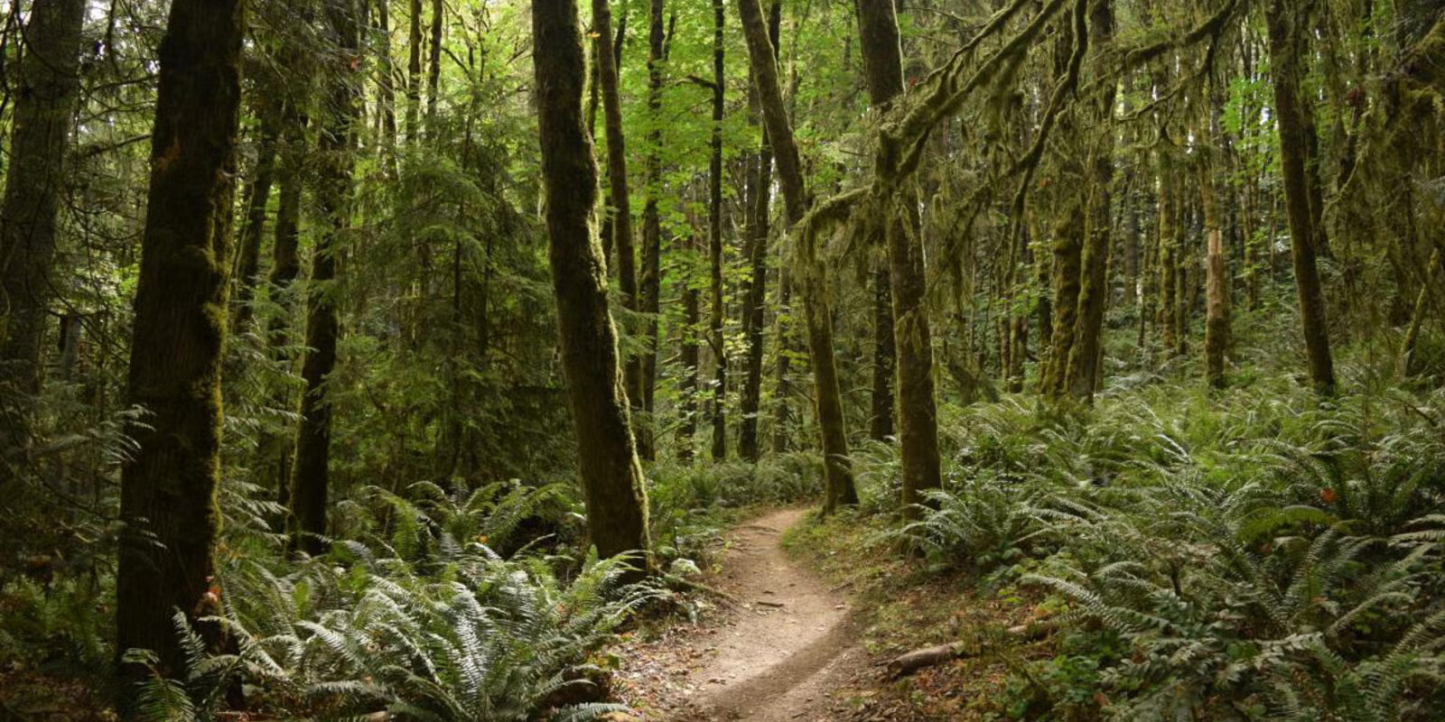 A shaded hiking trail winding through dense Douglas fir and sword ferns in Forest Park, with dappled sunlight filtering through the canopy