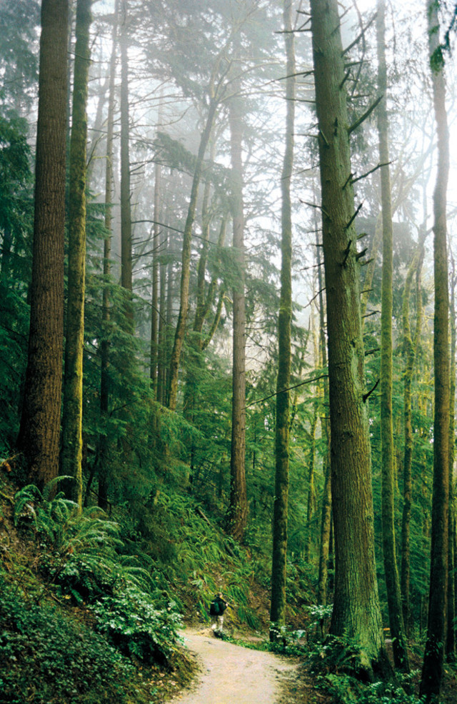 A lone hiker walking along a dirt path through dense Pacific Northwest forest with tall conifers and lush sword ferns in Portland's West Hills