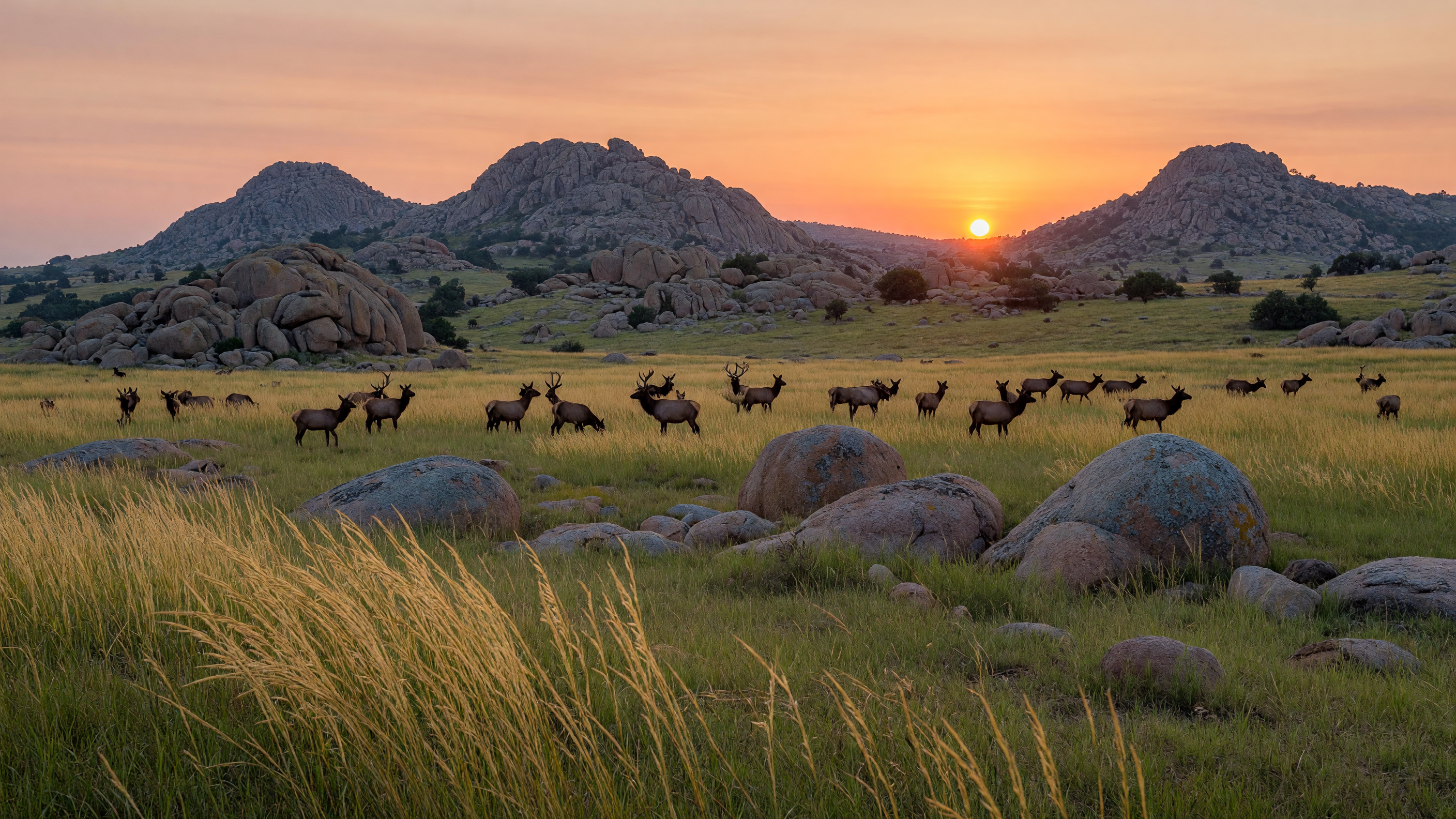 Hunting in Southwest Oklahoma: Public Lands, Game, and Seasons