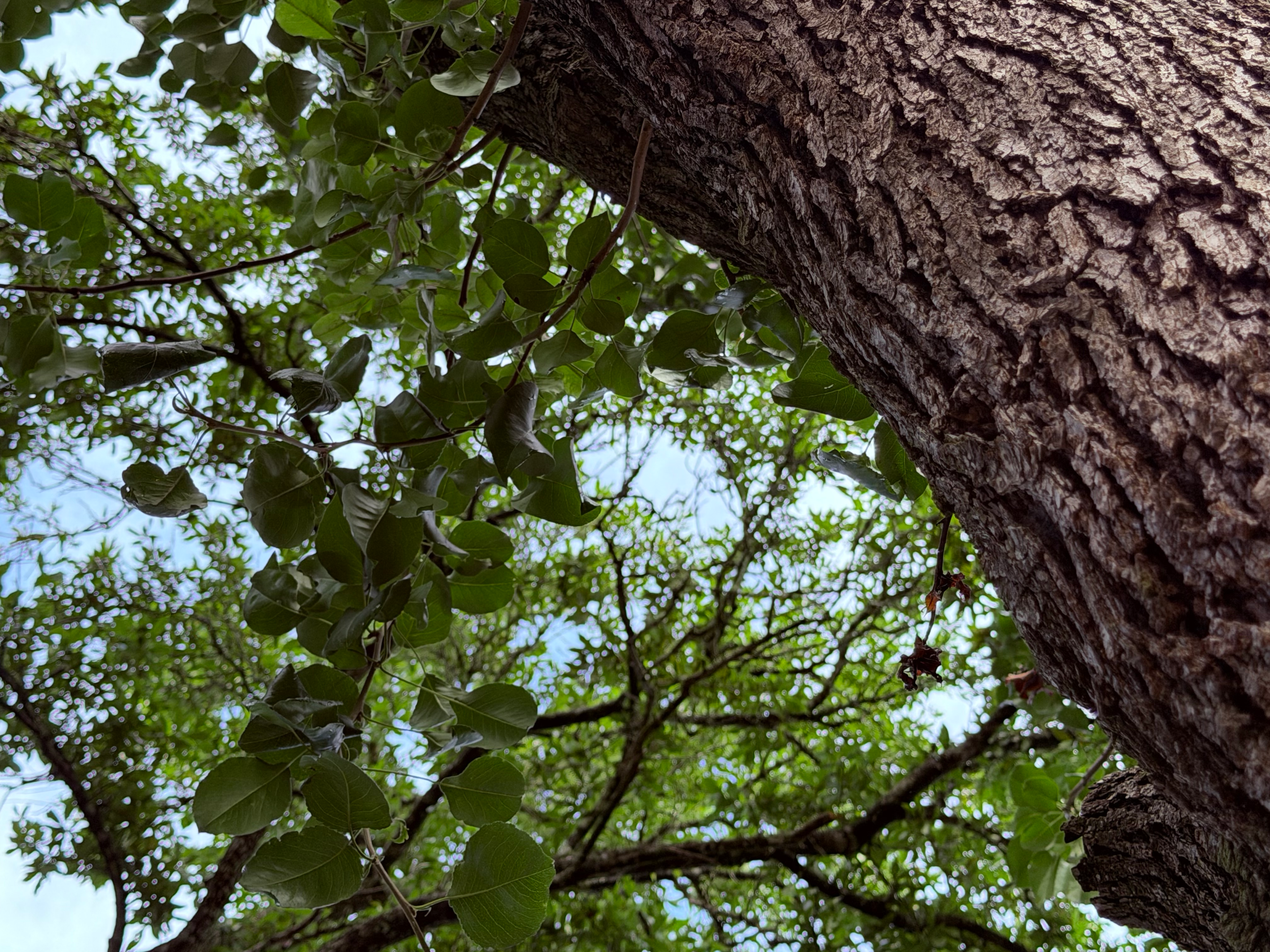 Looking up through a canopy of green tree leaves against a bright blue sky in Kingwood's Livable Forest