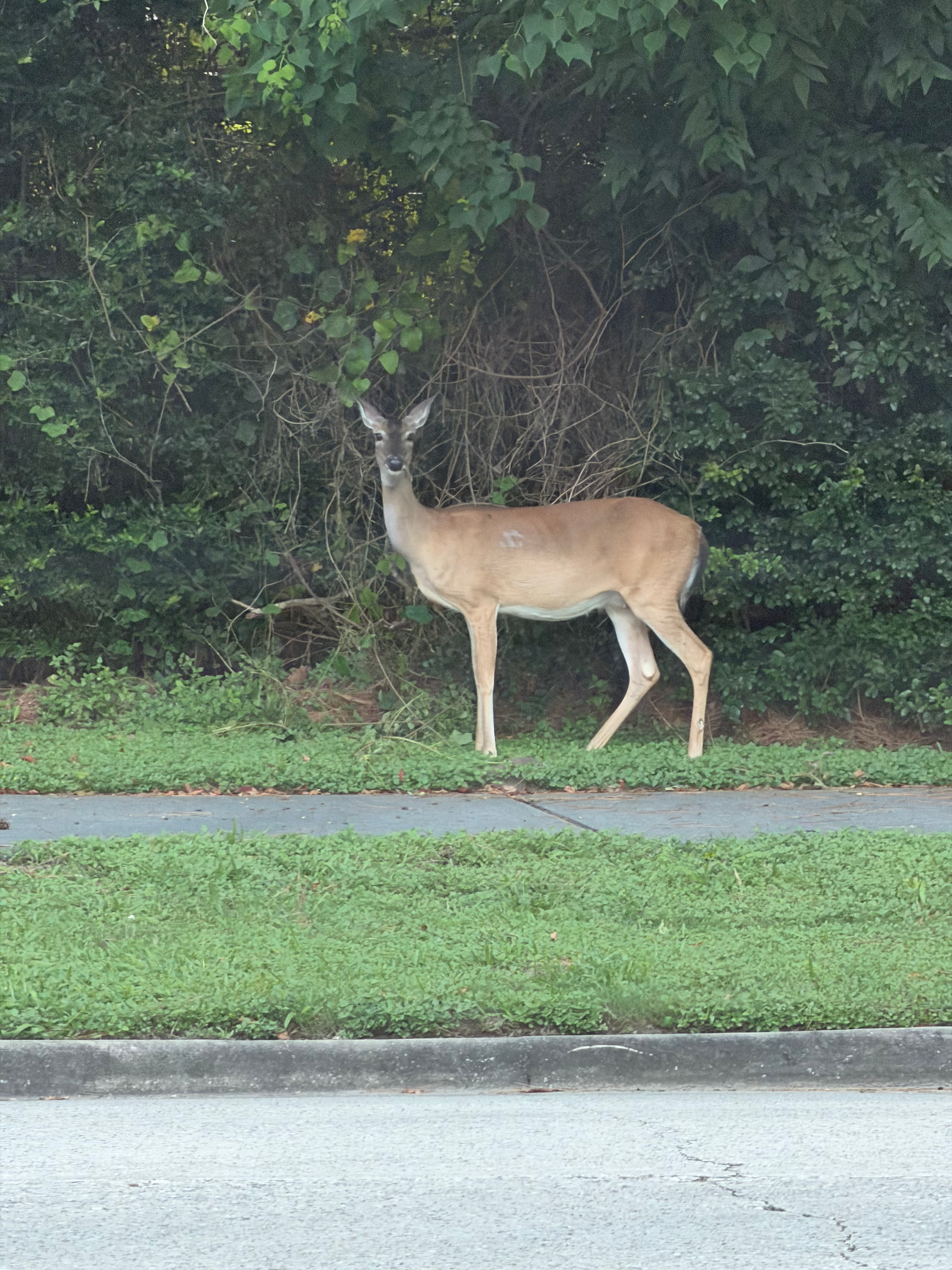 A deer stands on grass next to a suburban street with a dense tree line in the background
