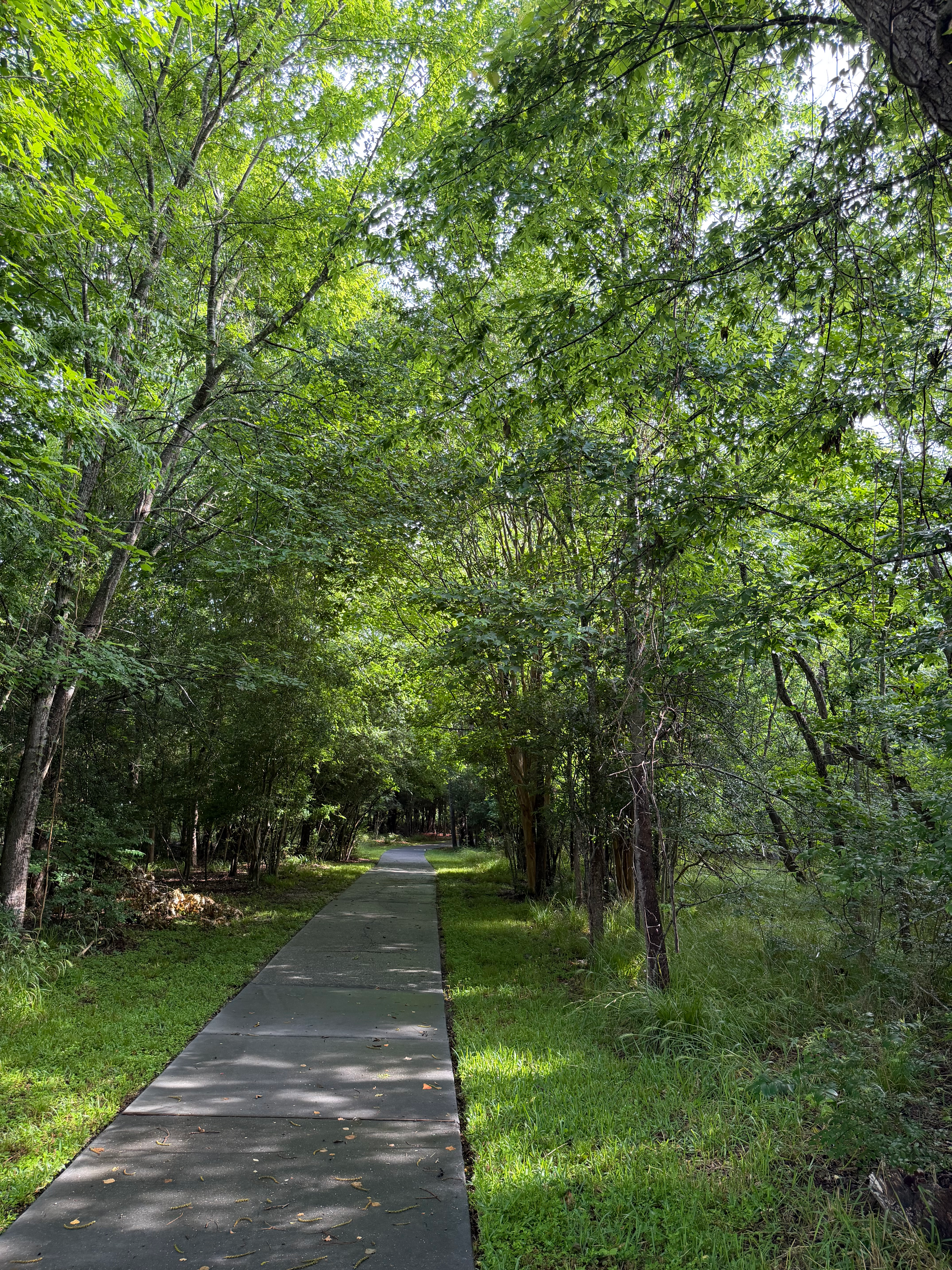 Tree-lined pathway through a quiet forest setting