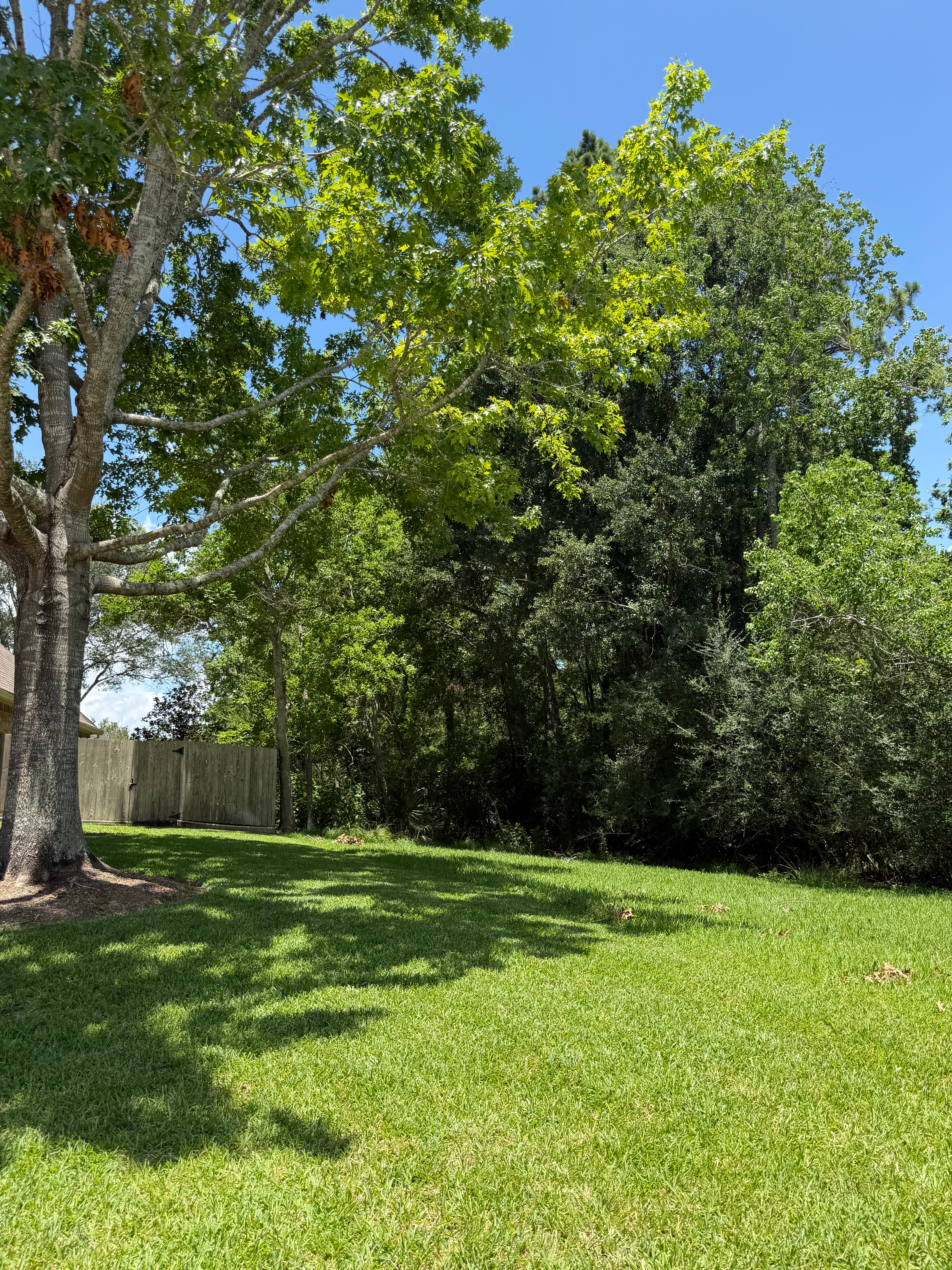 Sunlit grassy backyard with lush trees and a wooden fence in a suburban neighborhood