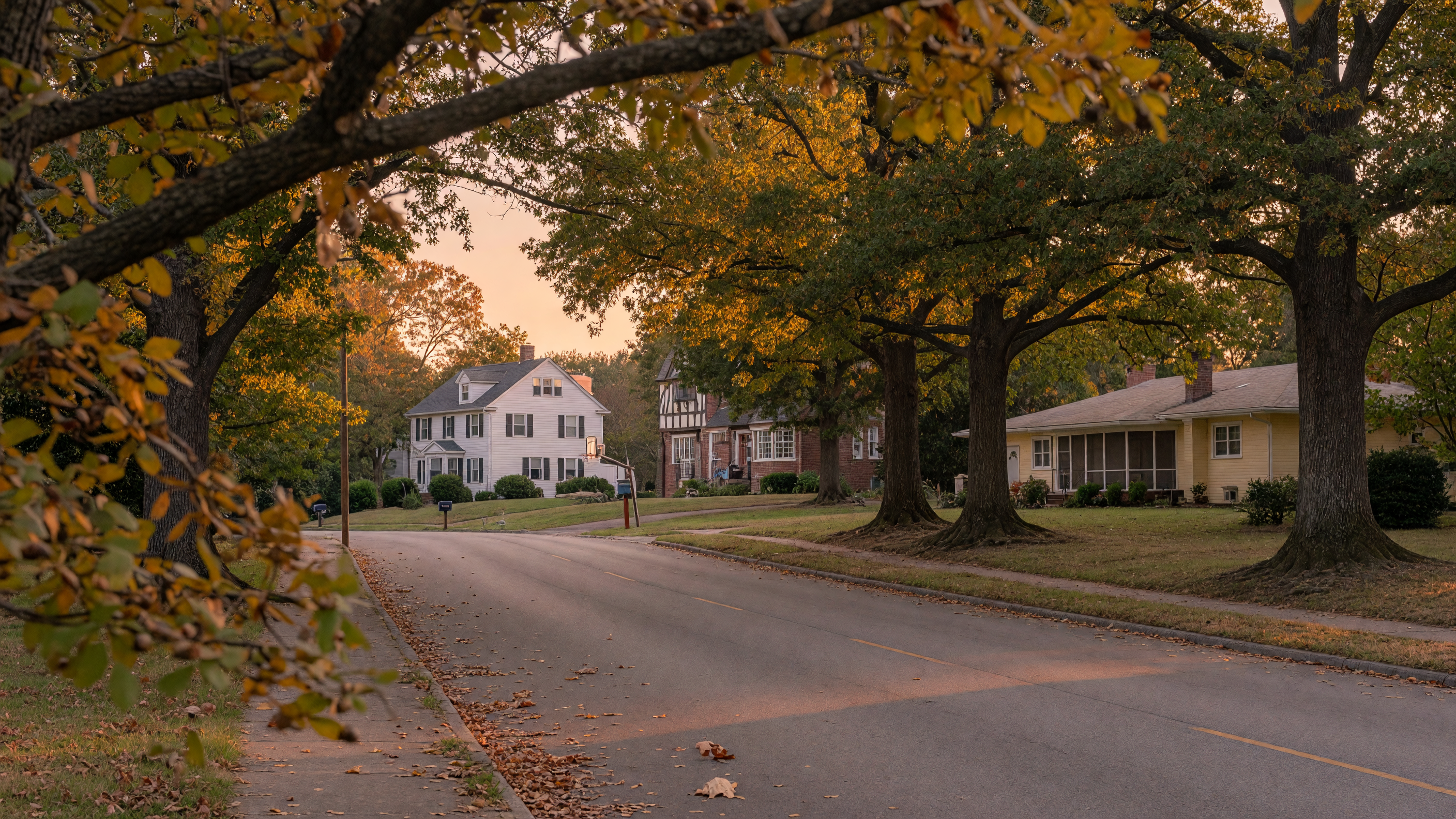 A quiet suburban street lined with mature trees at golden hour