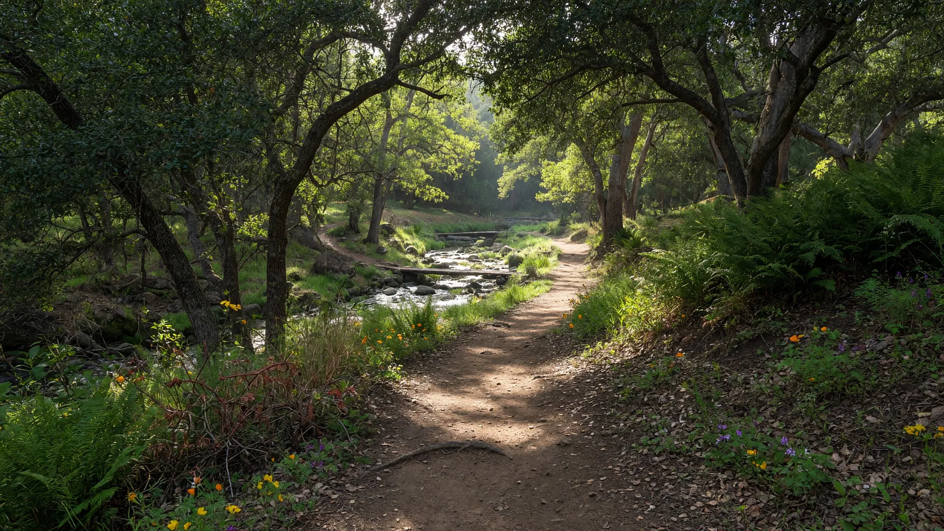 Lush shaded hiking trail through oak forest in Whitney Canyon, Santa Clarita Valley