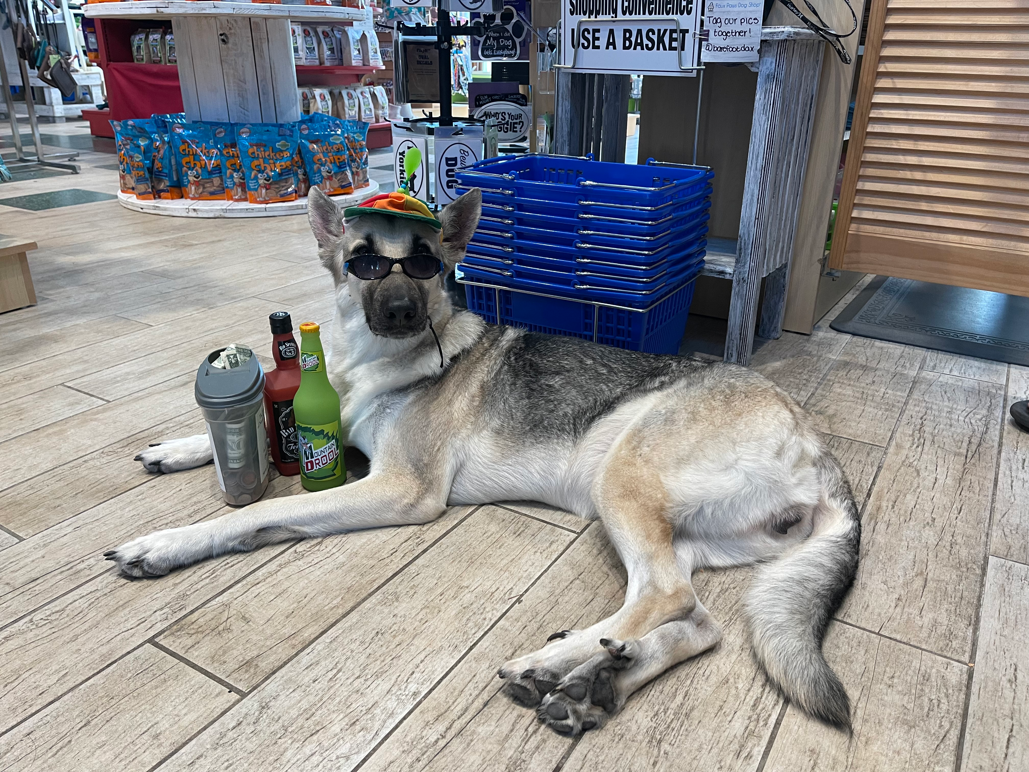 A dog exploring a retail store in Northern Virginia