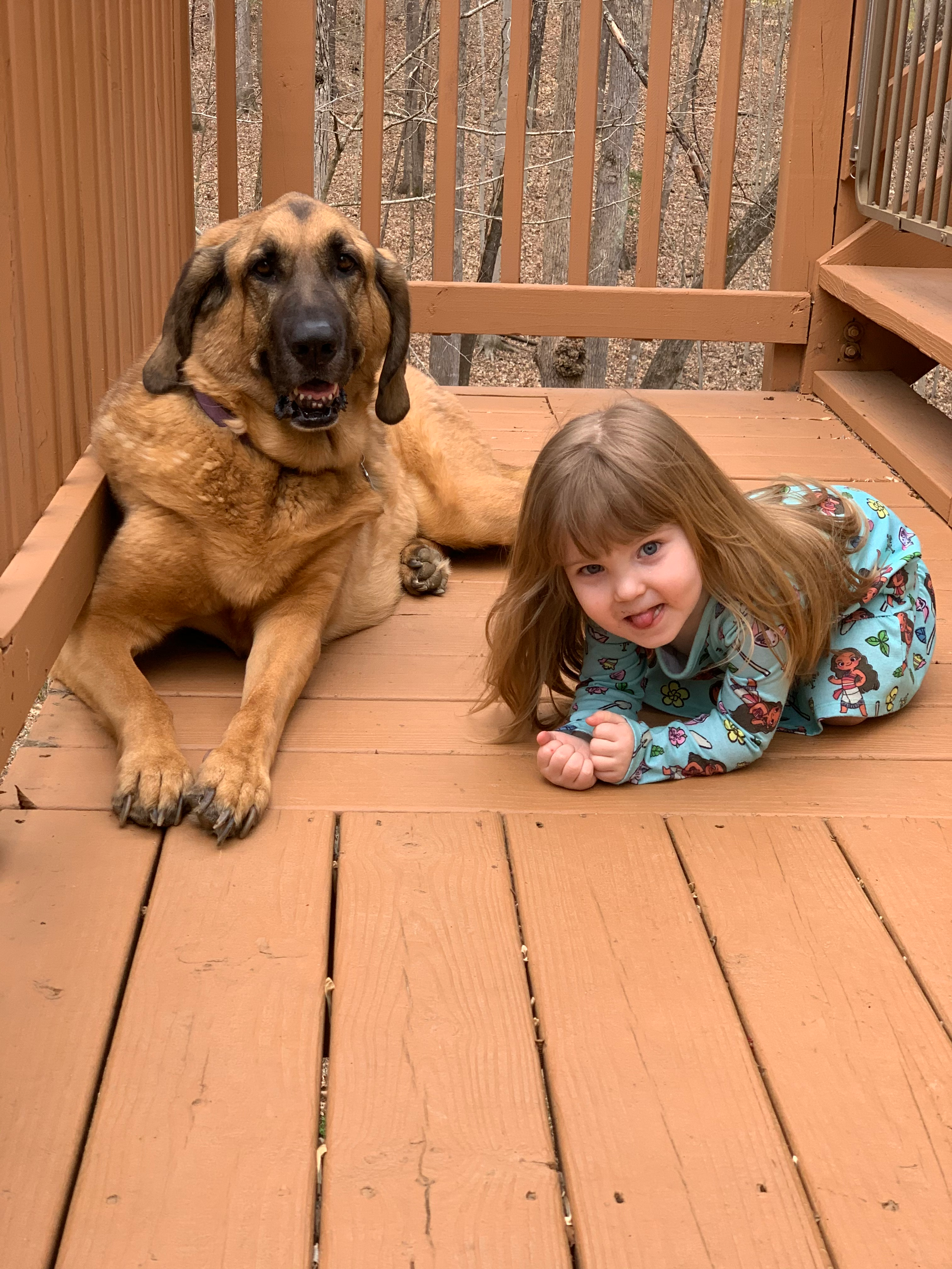 A dog relaxing on a wooden backyard deck in Northern Virginia