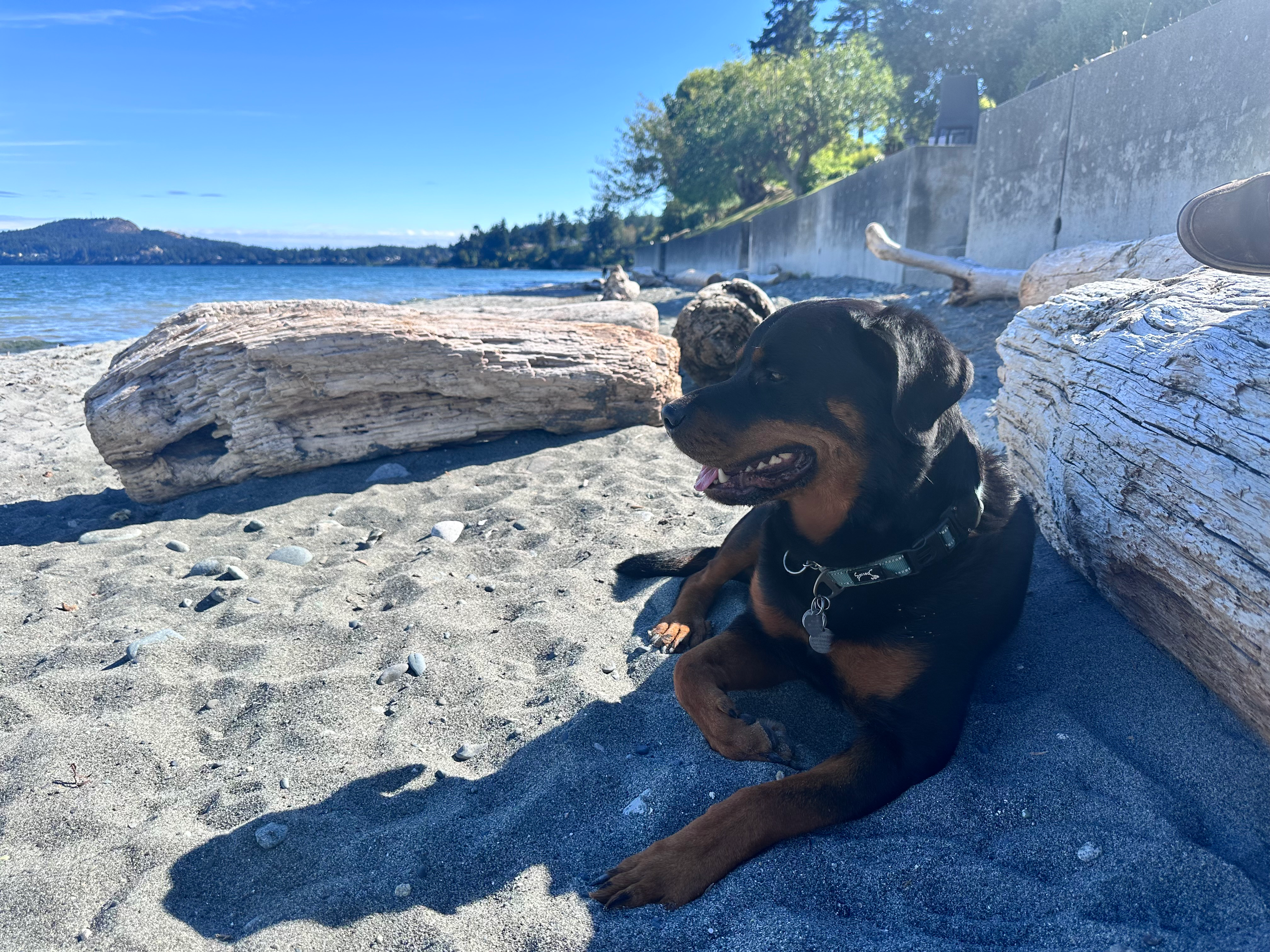 Ziggy the Rottweiler resting on a sandy beach with driftwood and a coastal view at Parker Beach