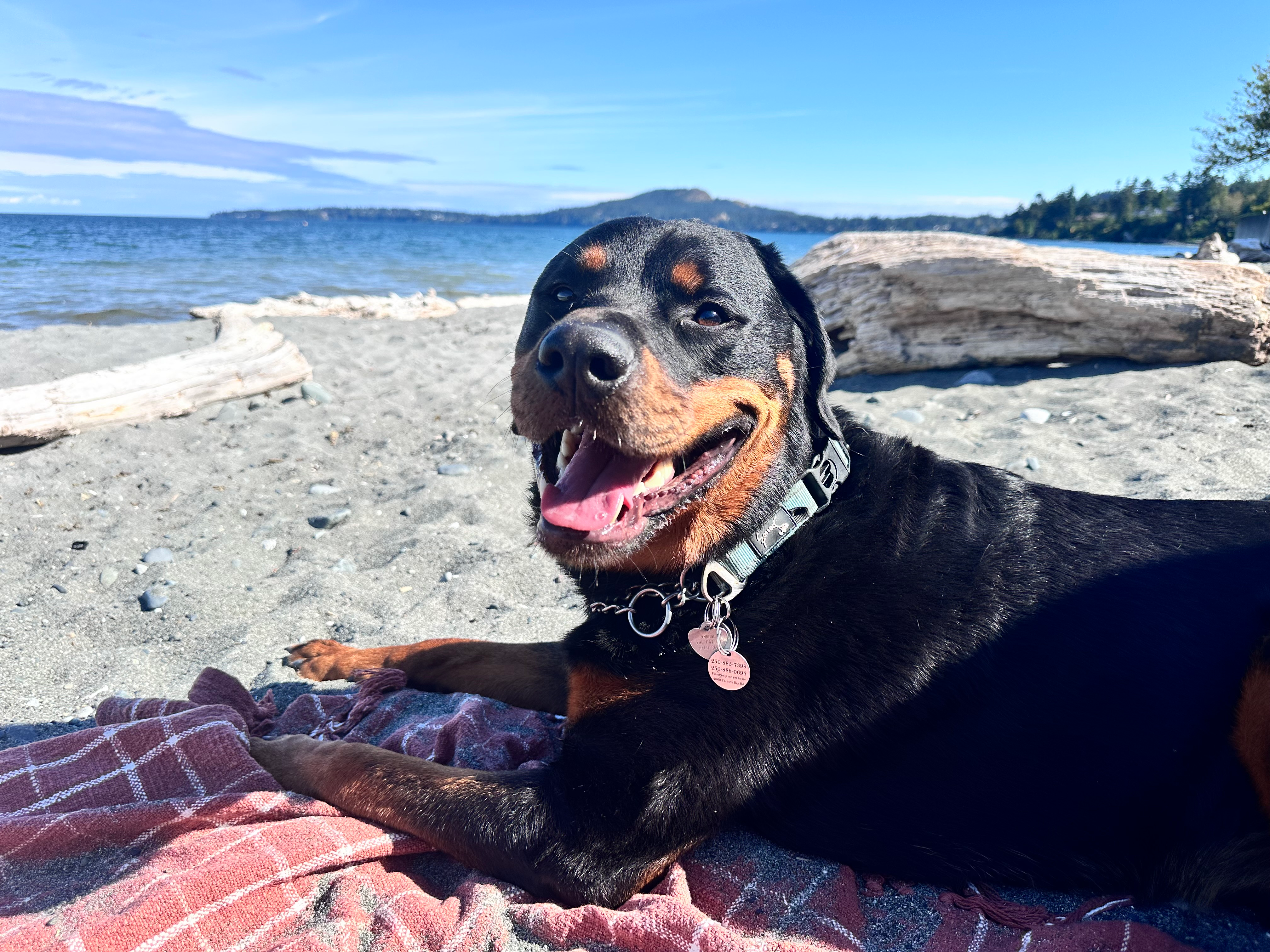 Ziggy the Rottweiler relaxing on a beach blanket at Parker Beach with the ocean in the background